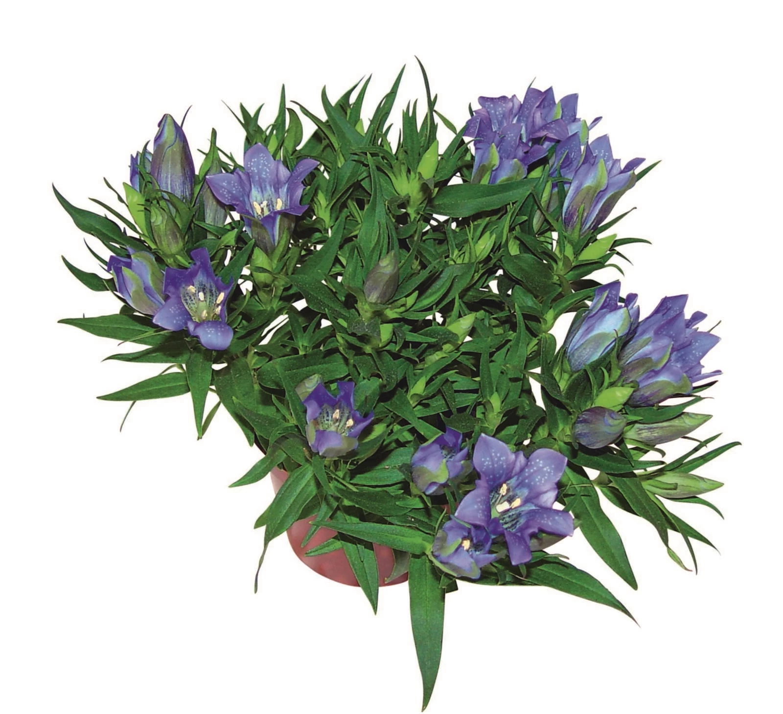 Enzian Gentiana P10,5 cm kaufen Einjährige Beet u. Balkonpflanzen