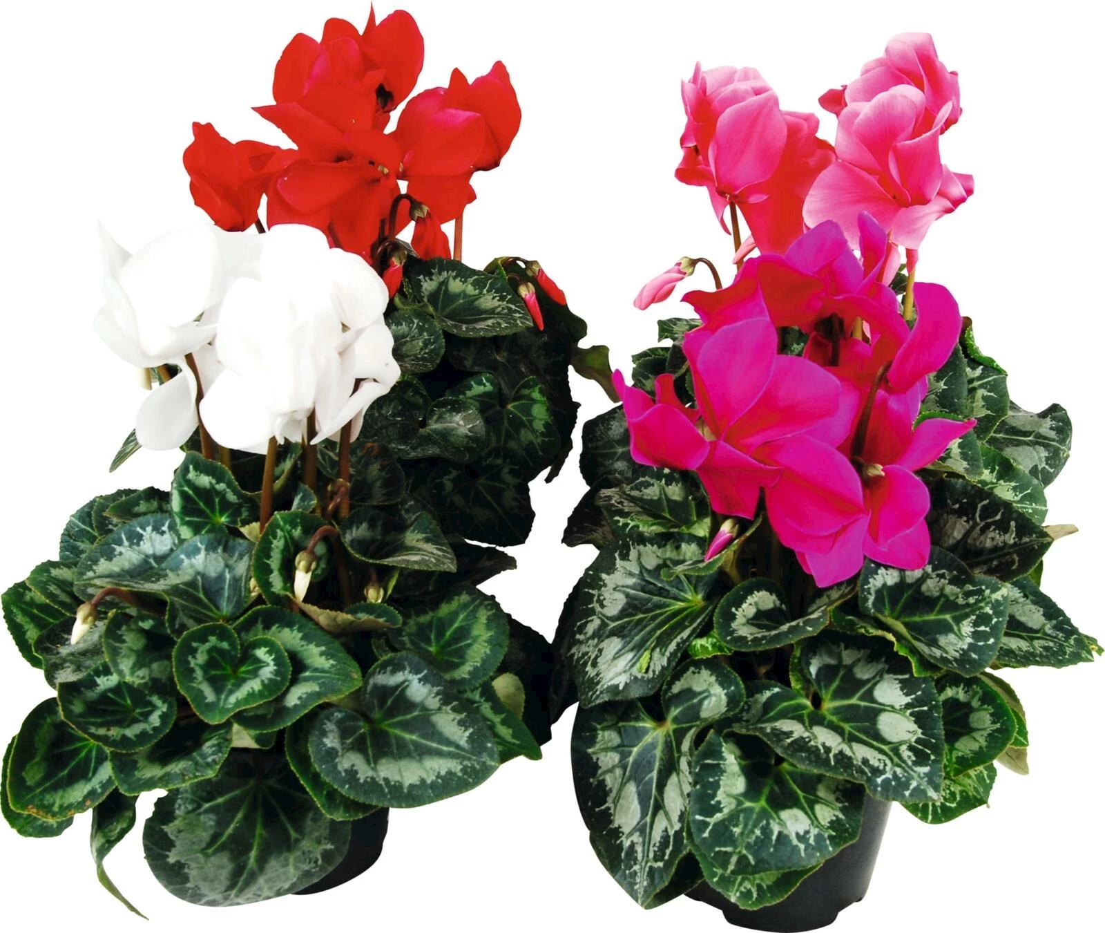 Cyclamen grandes fleurs P12 cm