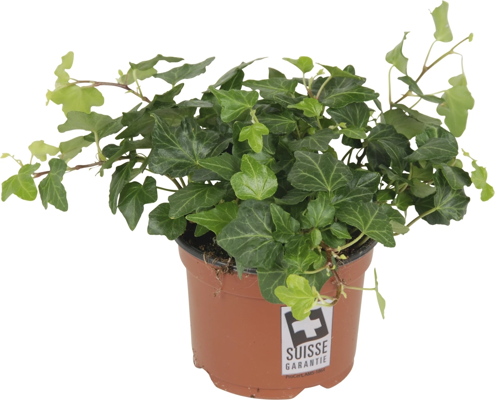 Hedera (Efeu) P10,5 cm kaufen Kletterpflanzen u. mehrjährige Pflanzen