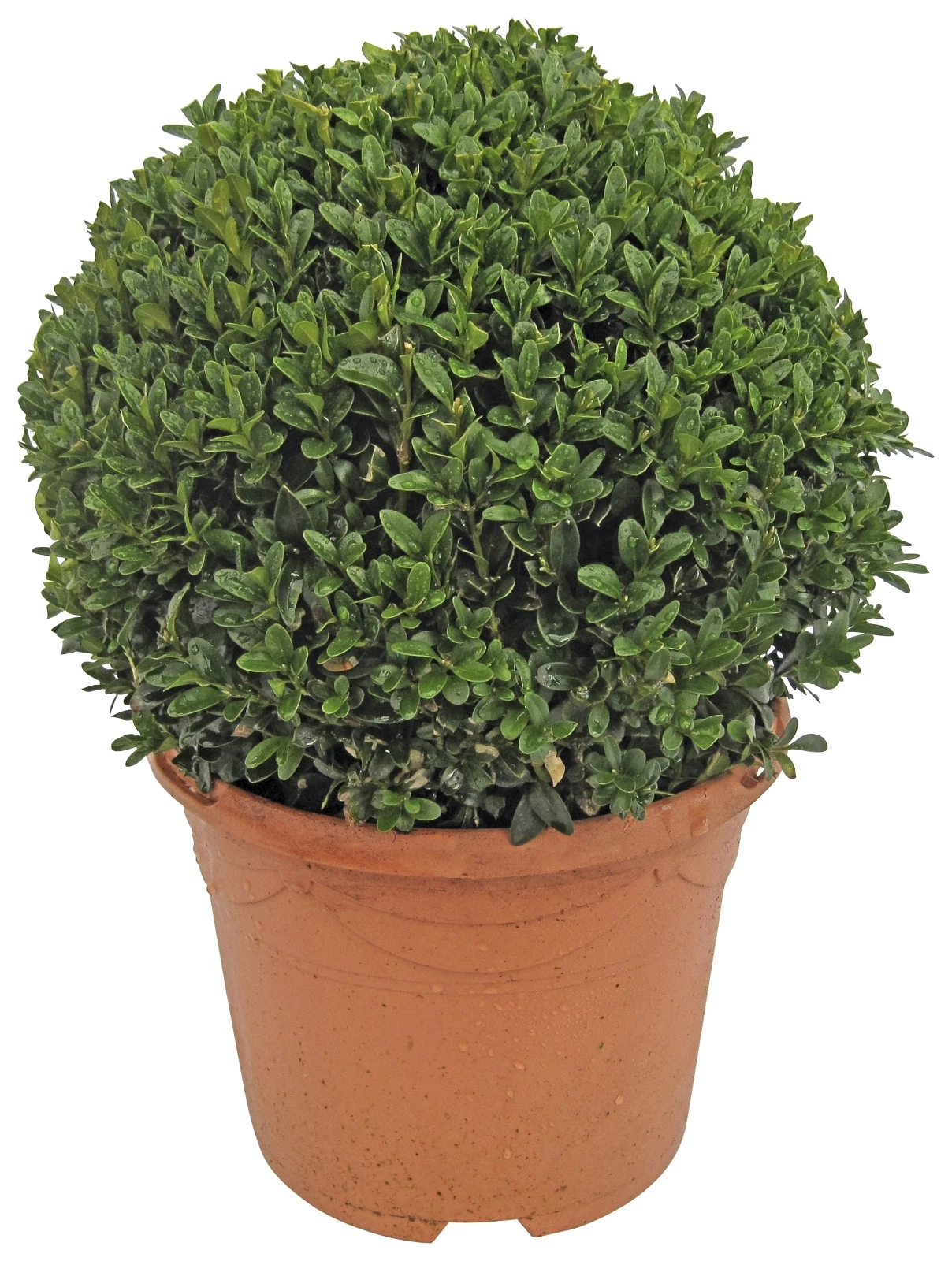 Buxus Kugel D 25-27 cm P23 cm