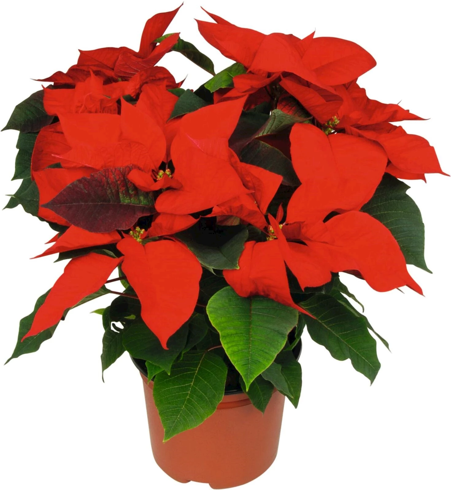 Etoile de Noël 4-5 bractées P13 cm