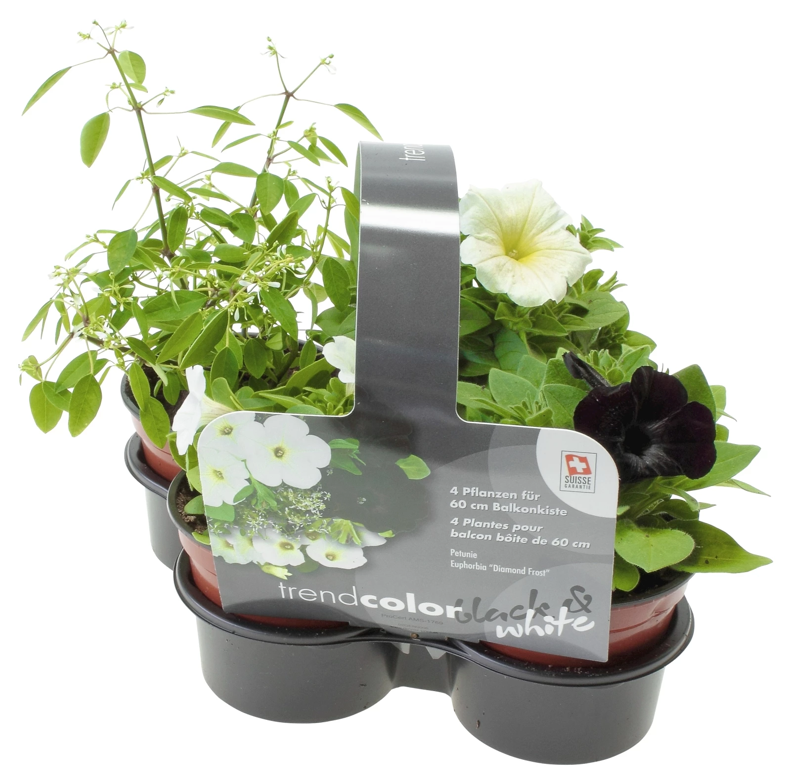 Fleur été mix noir/bla. set 4pcs.10,5cm