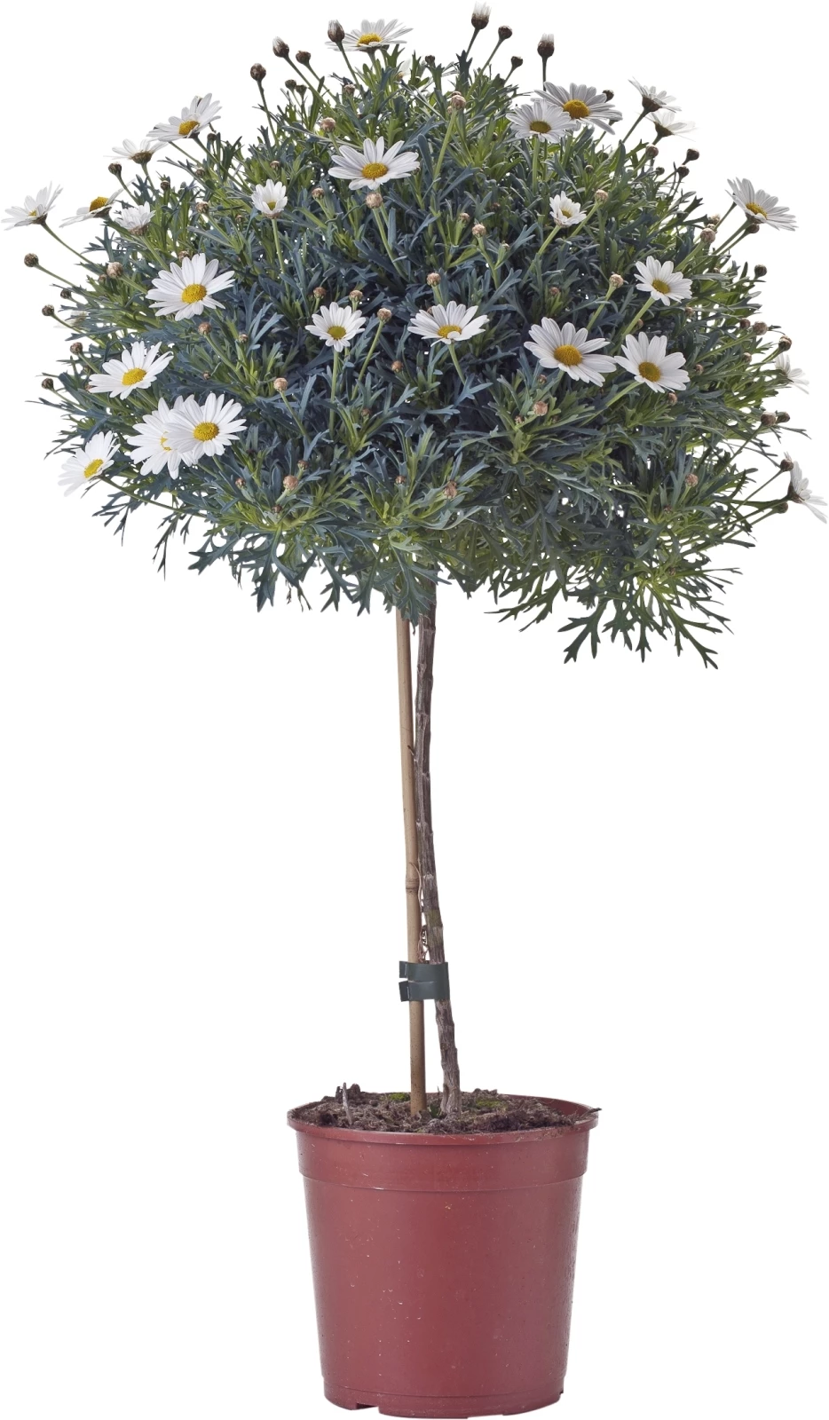 Anthemis Stamm P18 cm