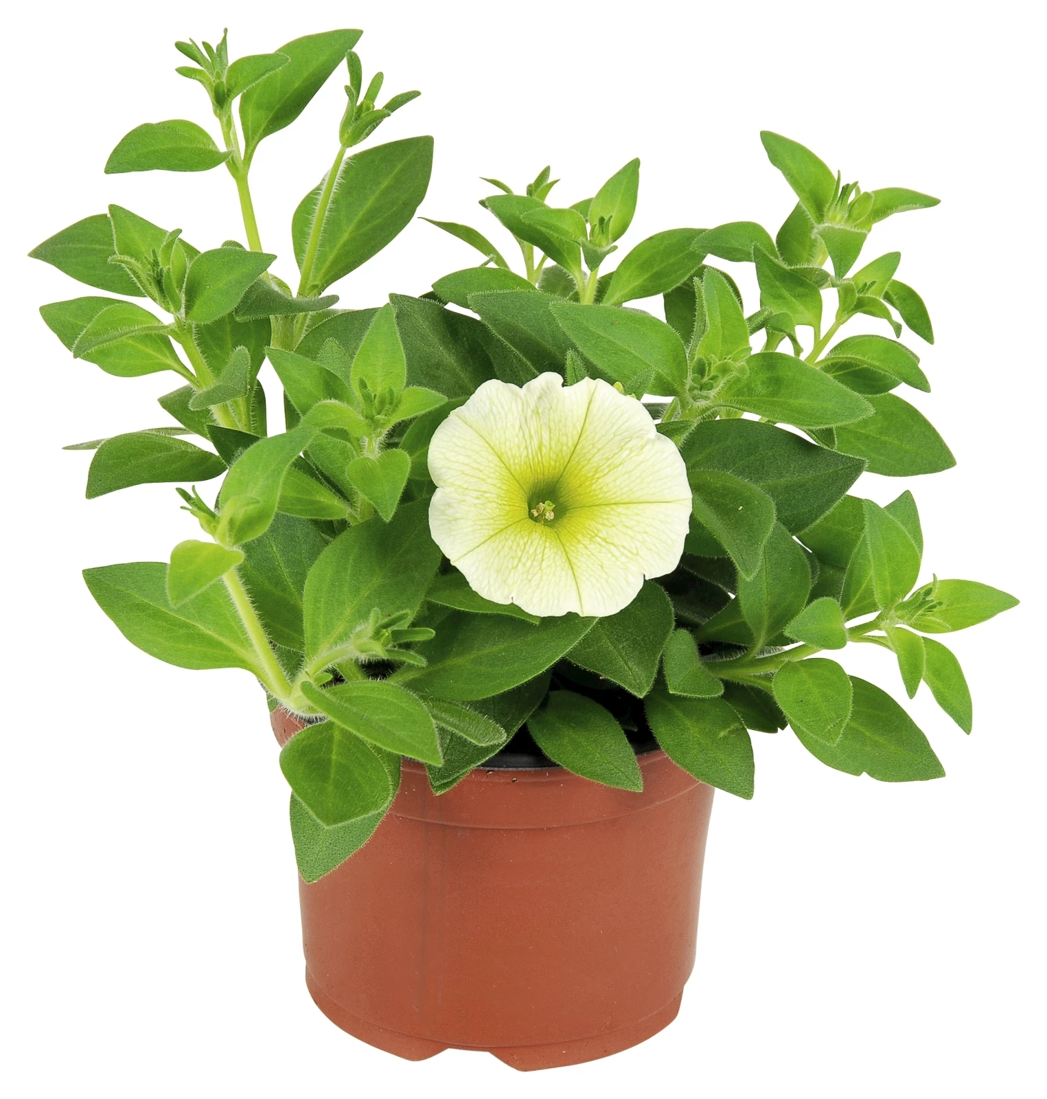 Pétunia suspendu jaune P10,5 cm