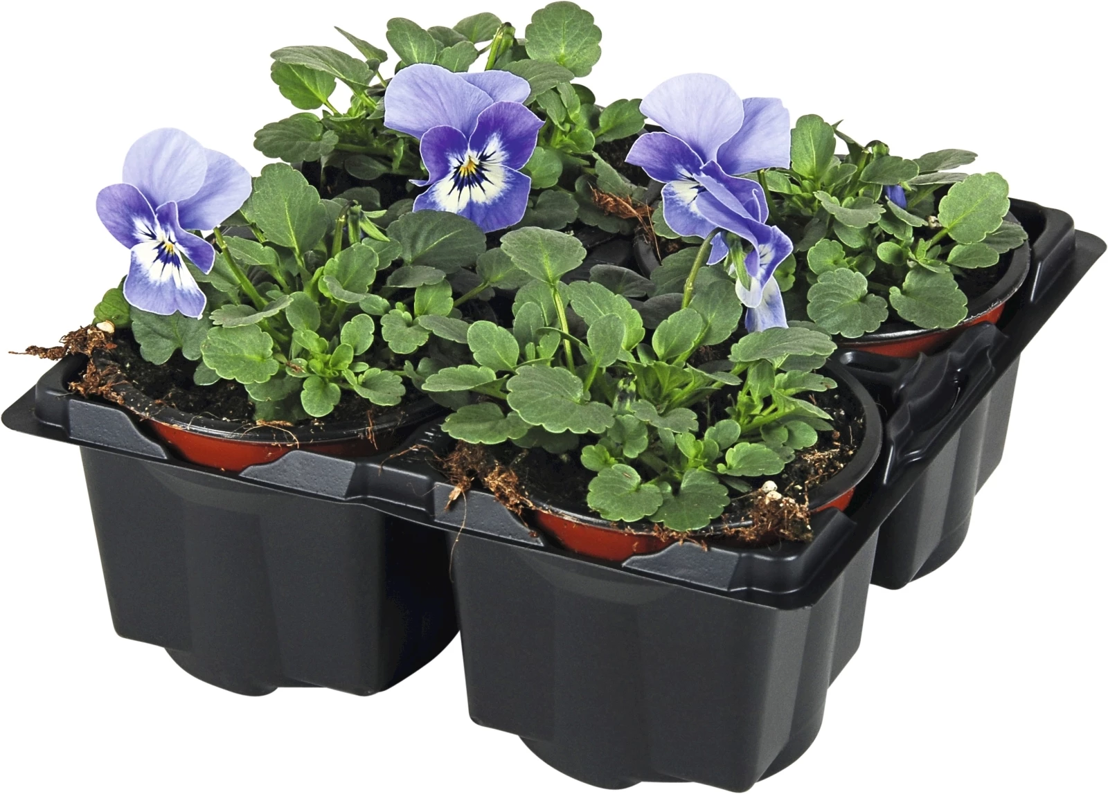 Viola cornuta blautöne 4er Set