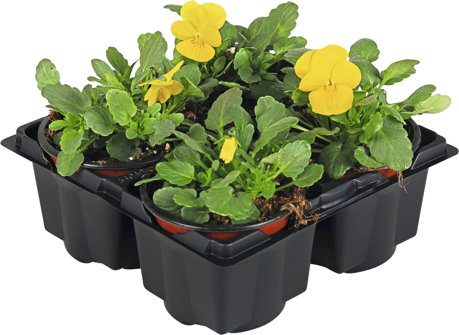 Viola Cornuta gelbtöne 4er Set