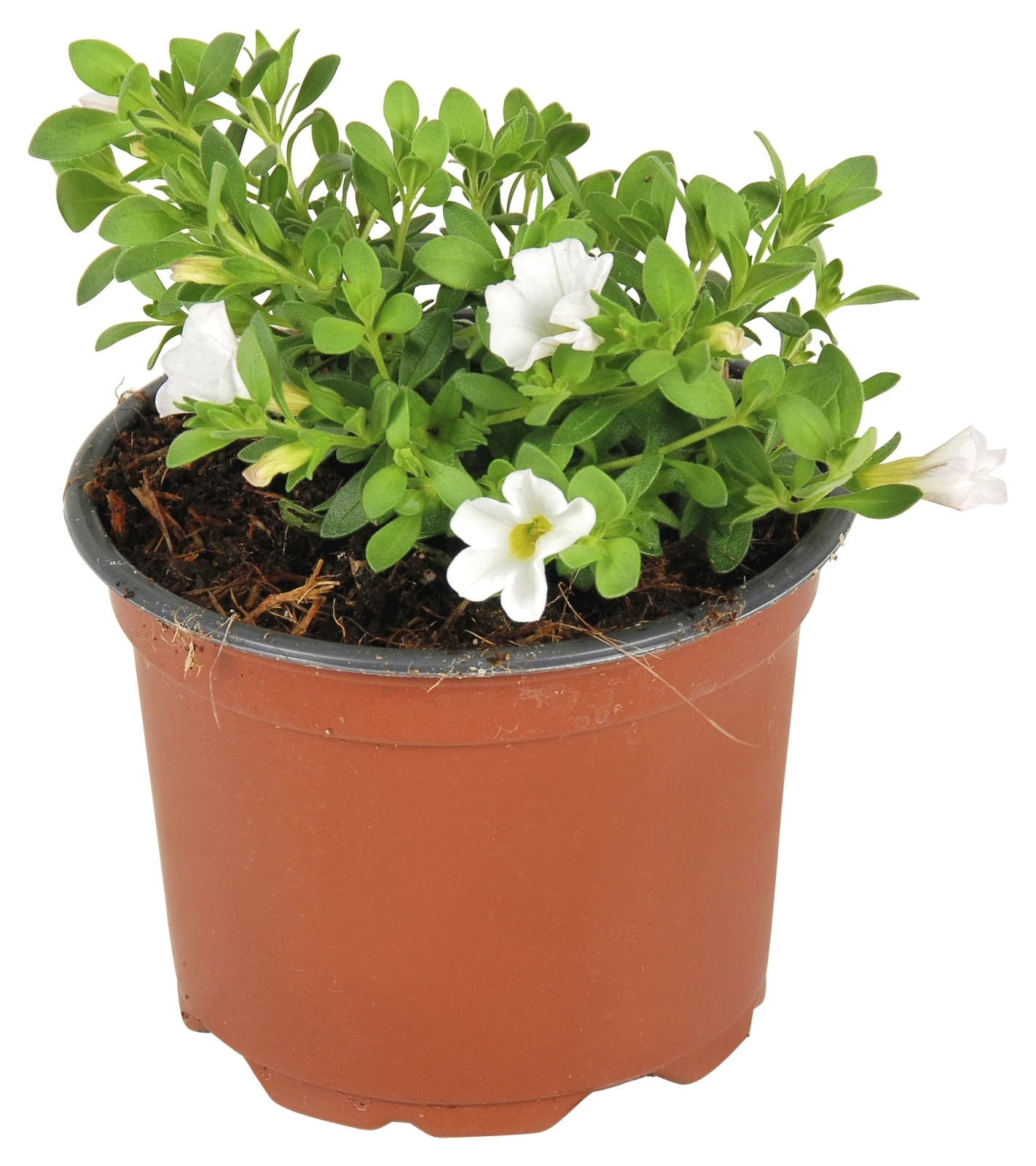 Hängepetunia kleinbl. weiss P10,5