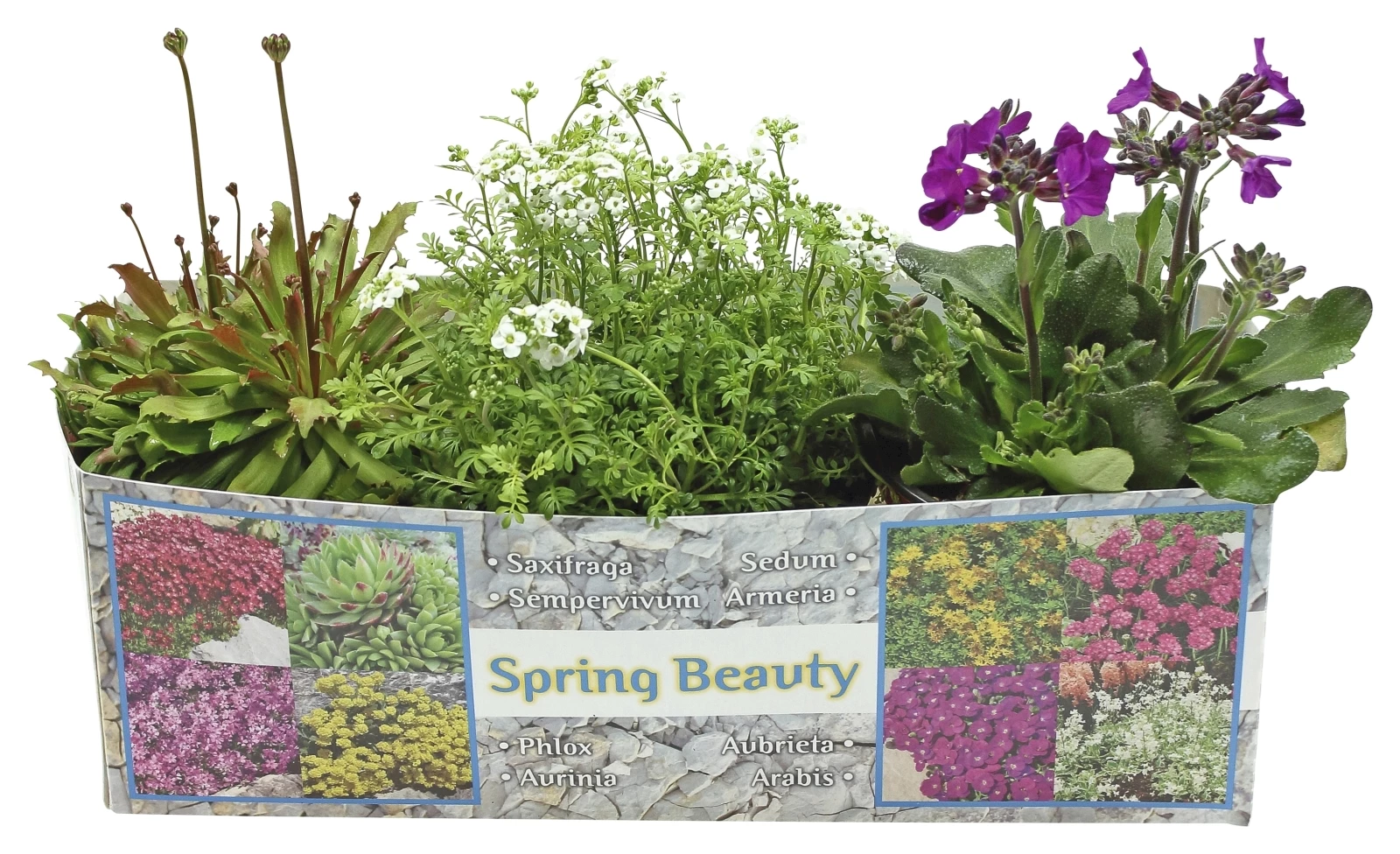 Polsterstauden 3er Set P10,5 cm