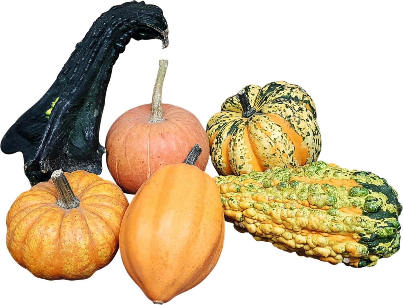 Zierkürbis Kollektion gross