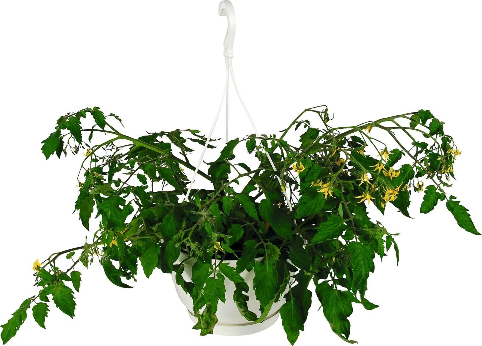 Tomaten Ampel P25 cm