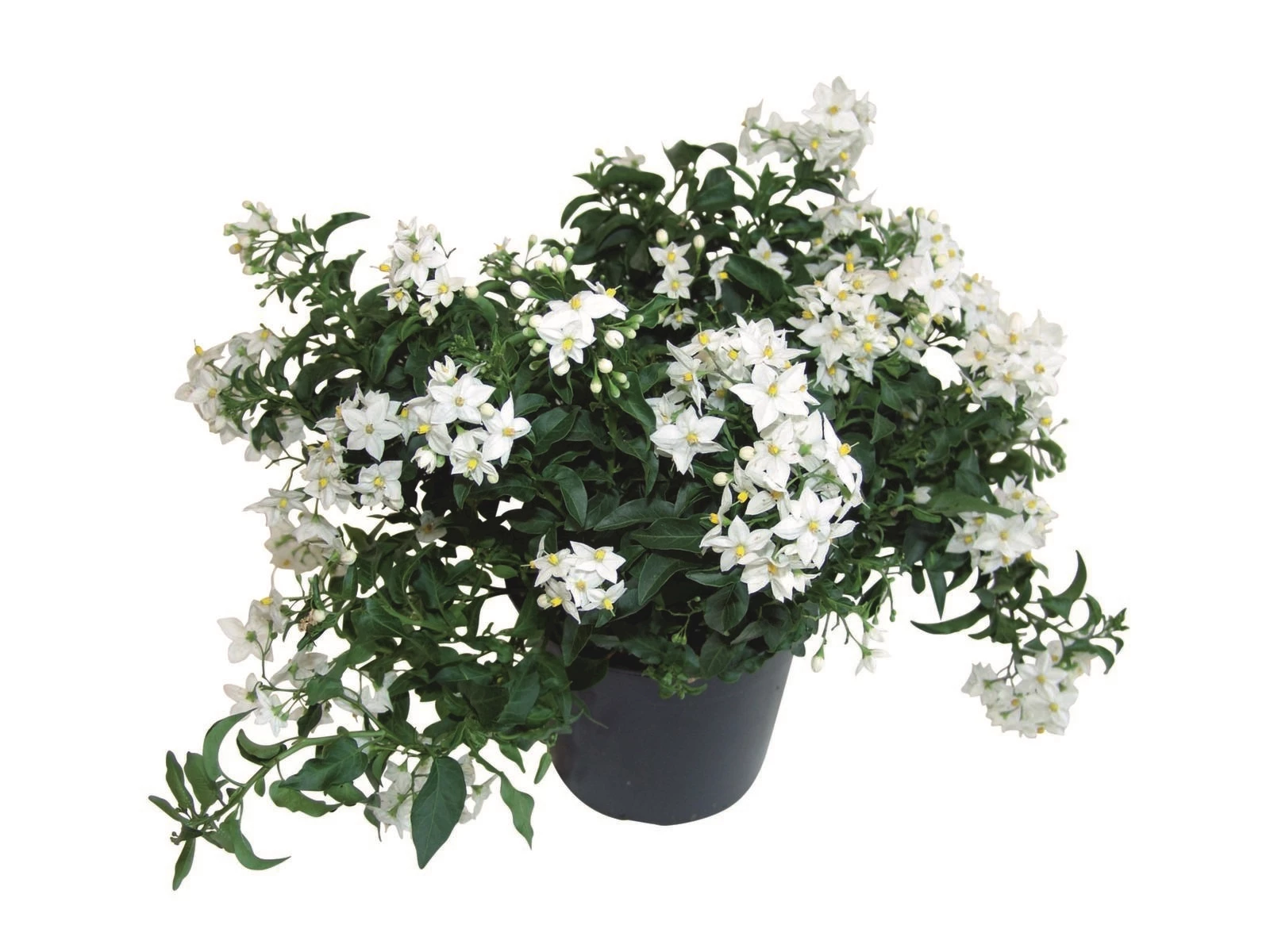 Jasmin blühend weiss P10,5 cm kaufen Zimmerpflanzen LANDI