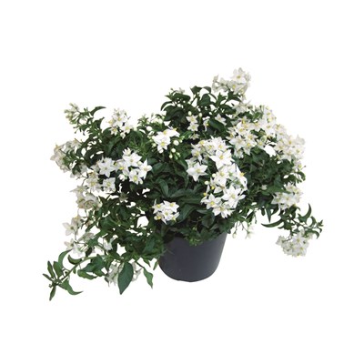 Jasmin blanc fleurement P10,5 cm