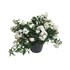 Jasmin blanc fleurement P10,5 cm