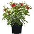 Roses plate bandes rouge P3 l