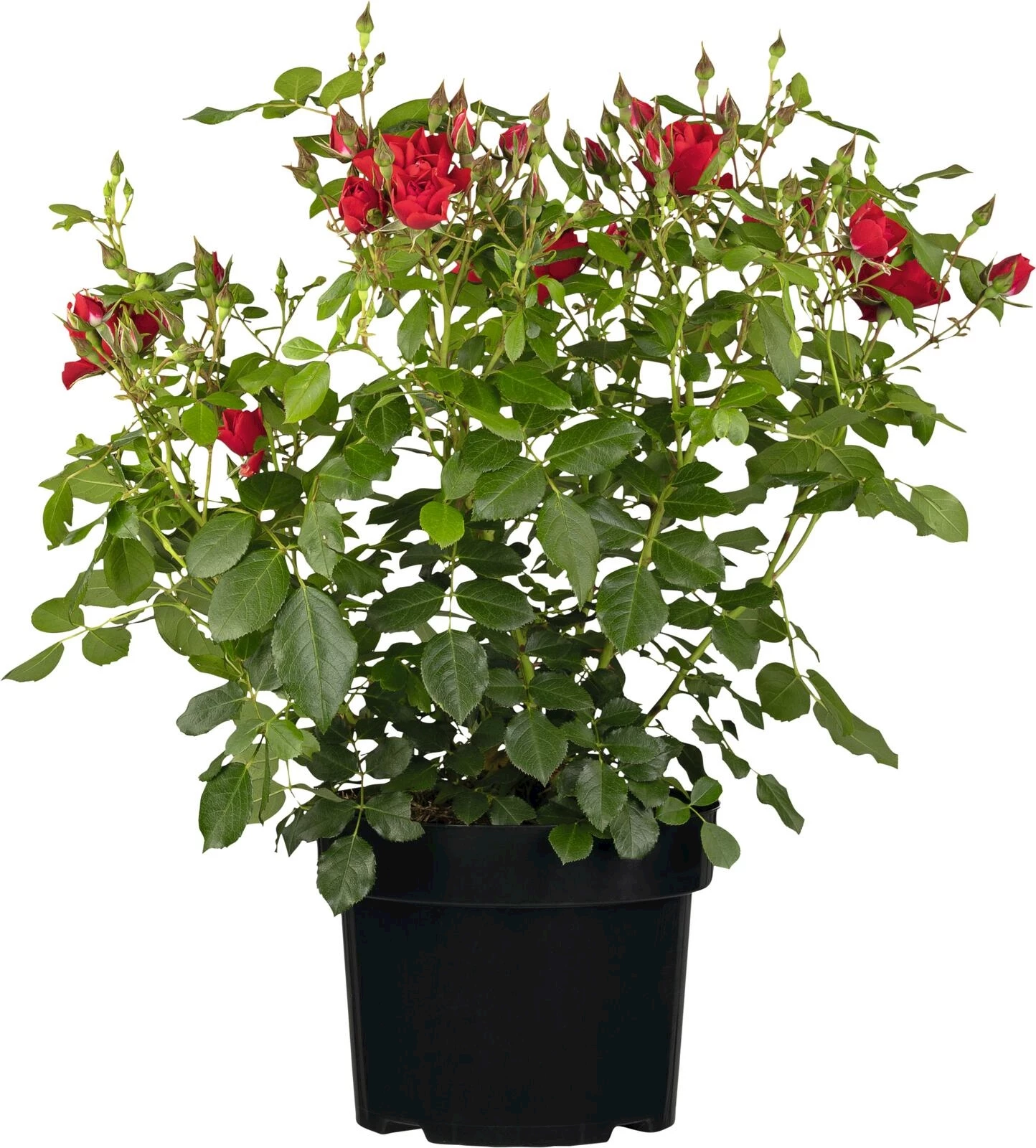 Roses plate bandes rouge P3 l