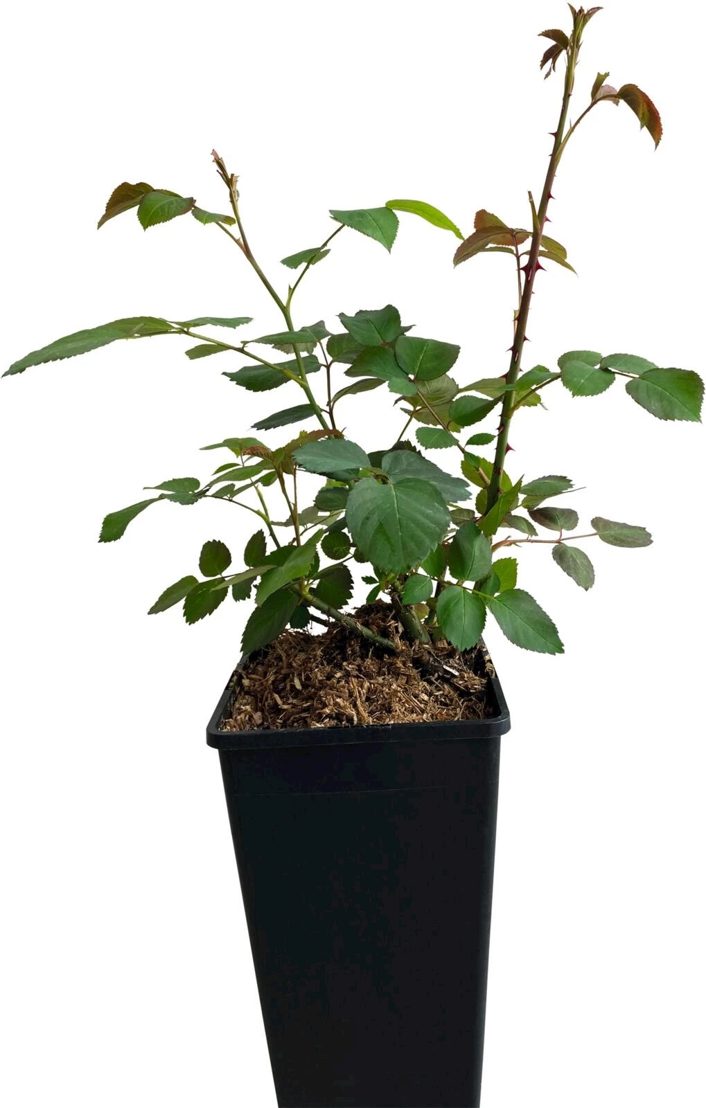 Roses plate bandes jaune P3 l