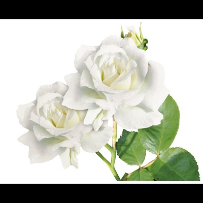 Rosiers à grandes fleurs blanc P3 l