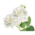 Rosiers à grandes fleurs blanc P3 l