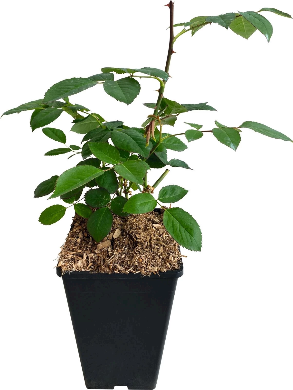 Edelrosen weiss P3 l