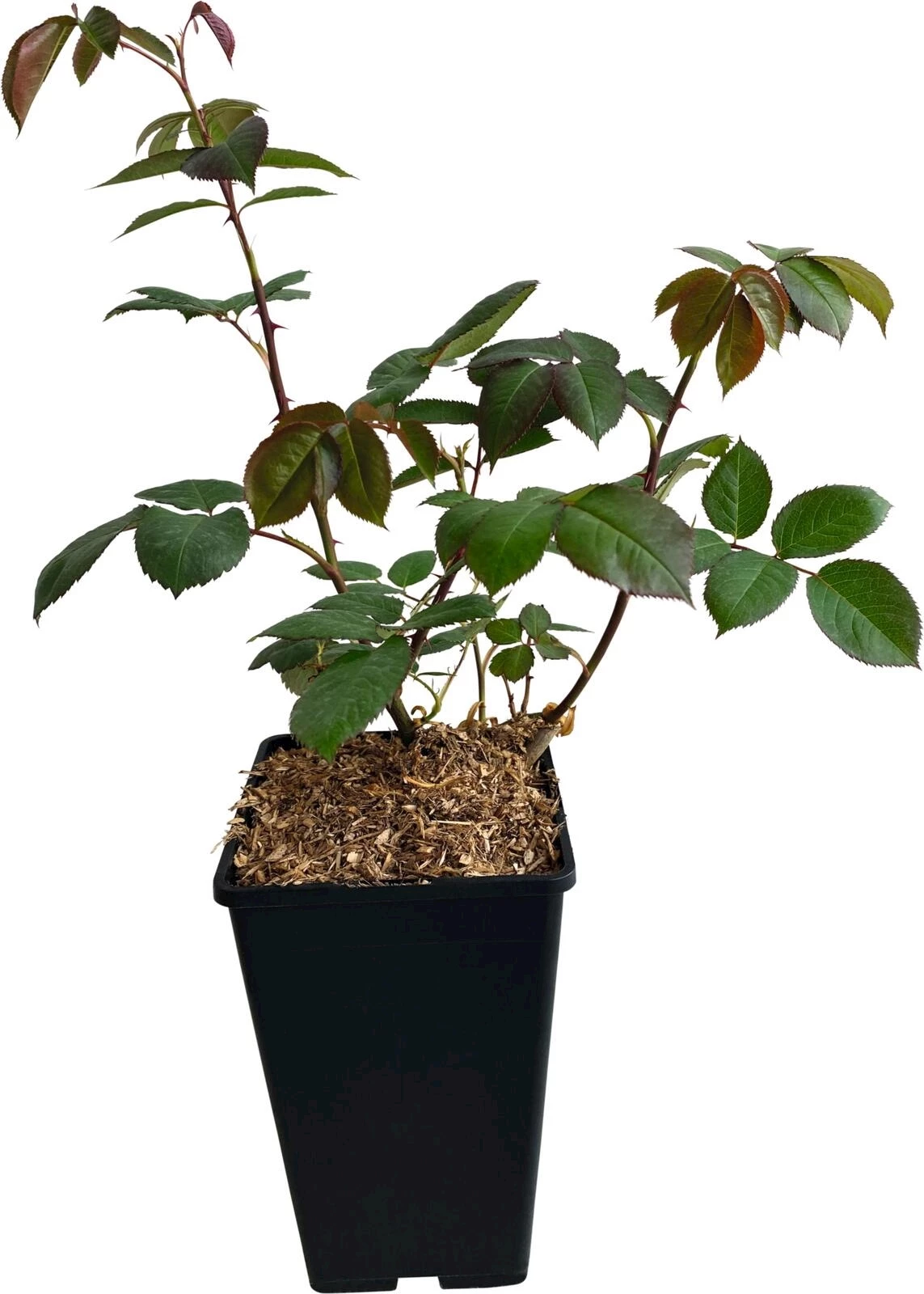 Edelrosen orange P3 l