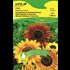 Sonnenblume Herbstschön BIO-K UFA