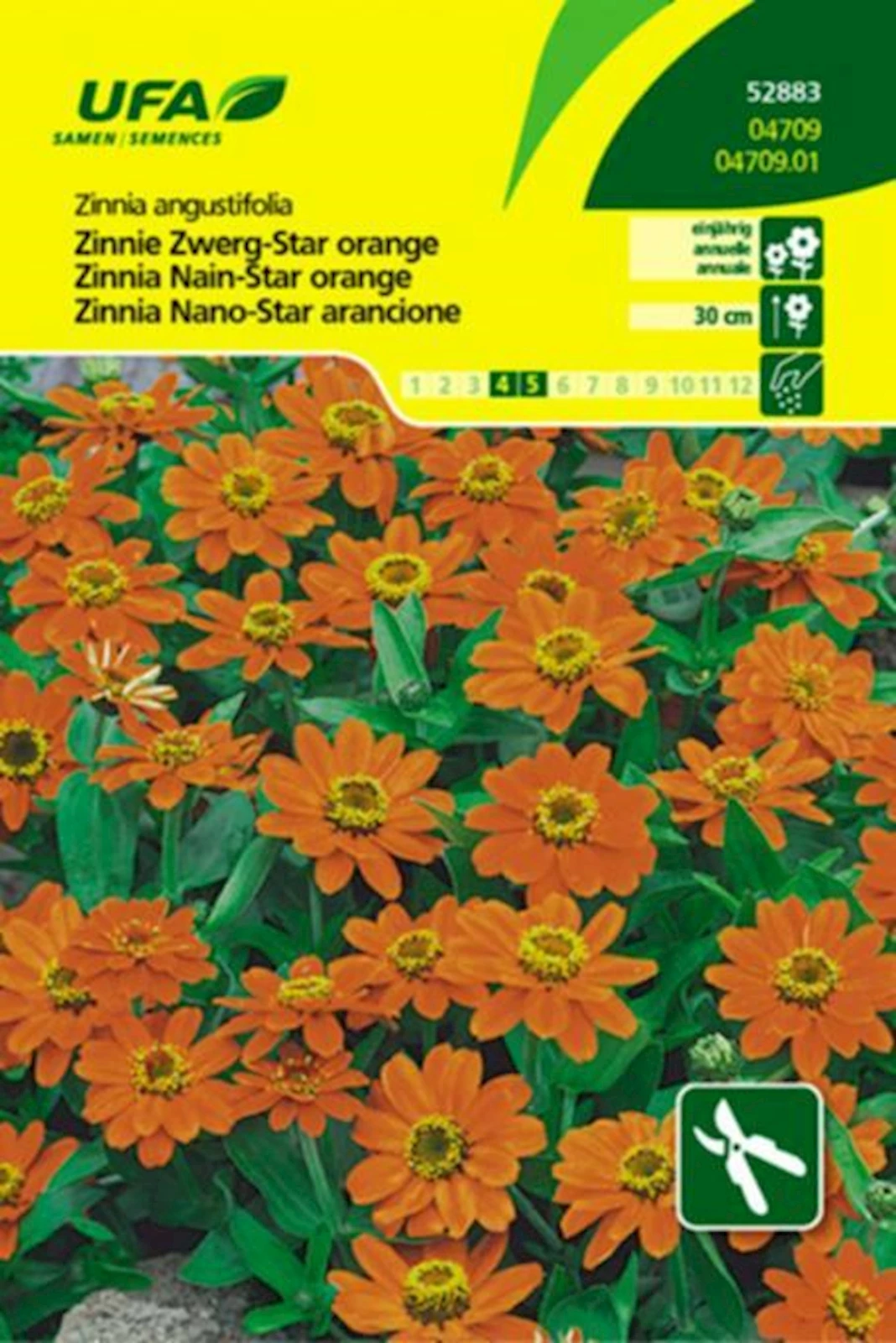 Zinnia Zwerg-Star orange UFA