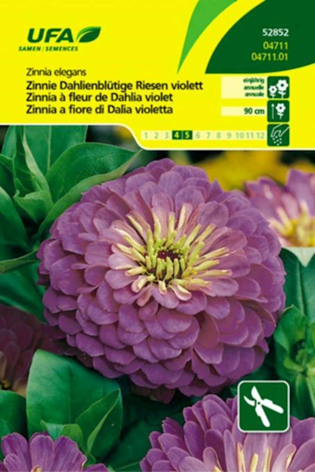 Zinnia Dahlienblume UFA