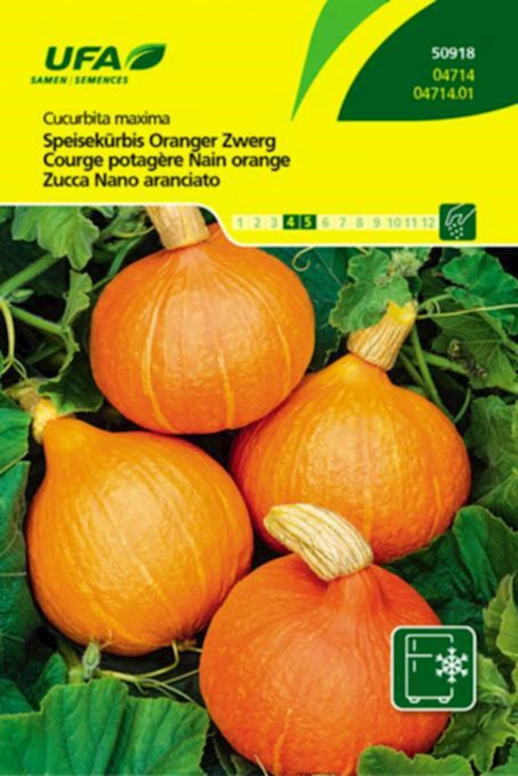 Kürbis Oranger Zwerg UFA