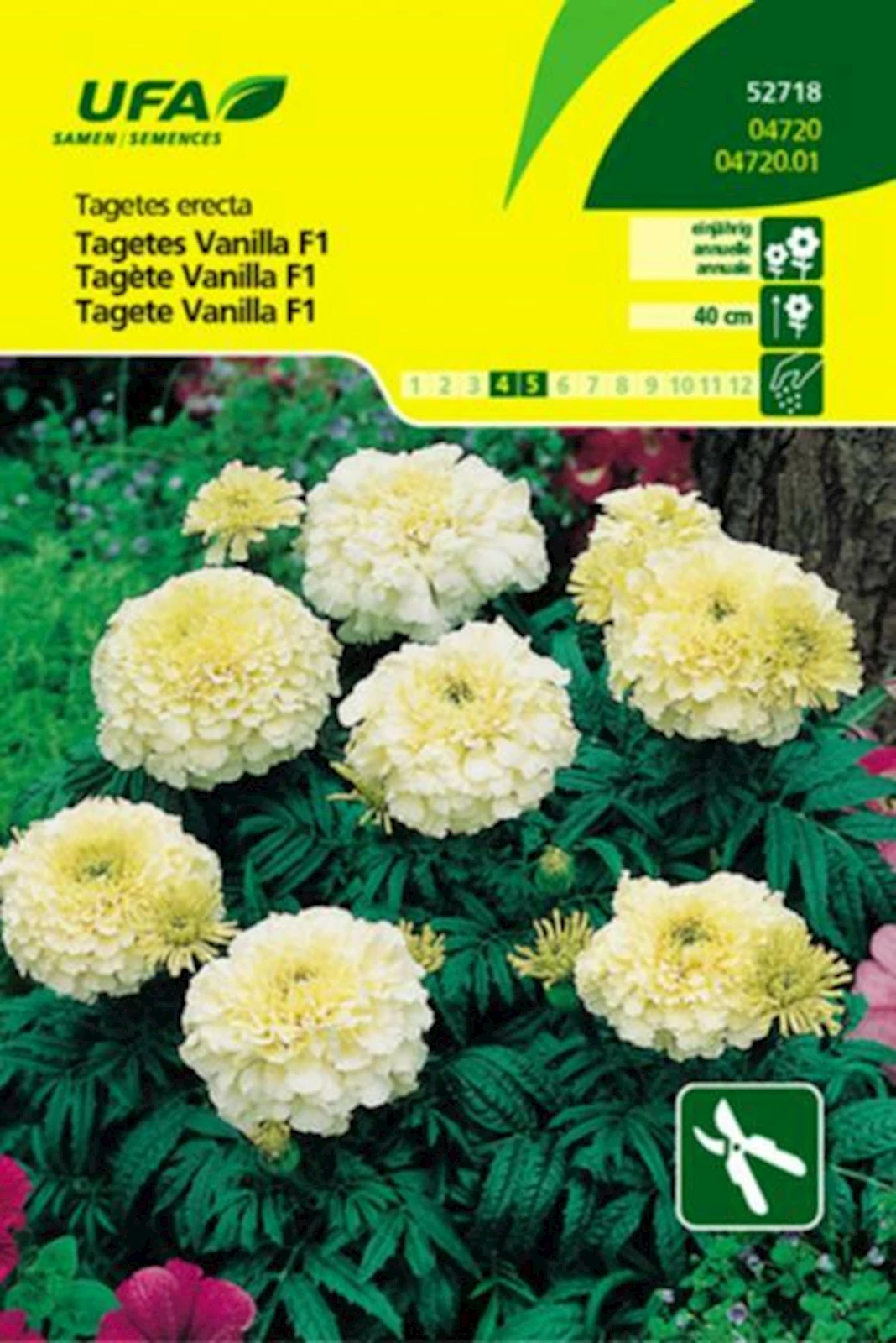 Tagetes Vanilla F1 UFA