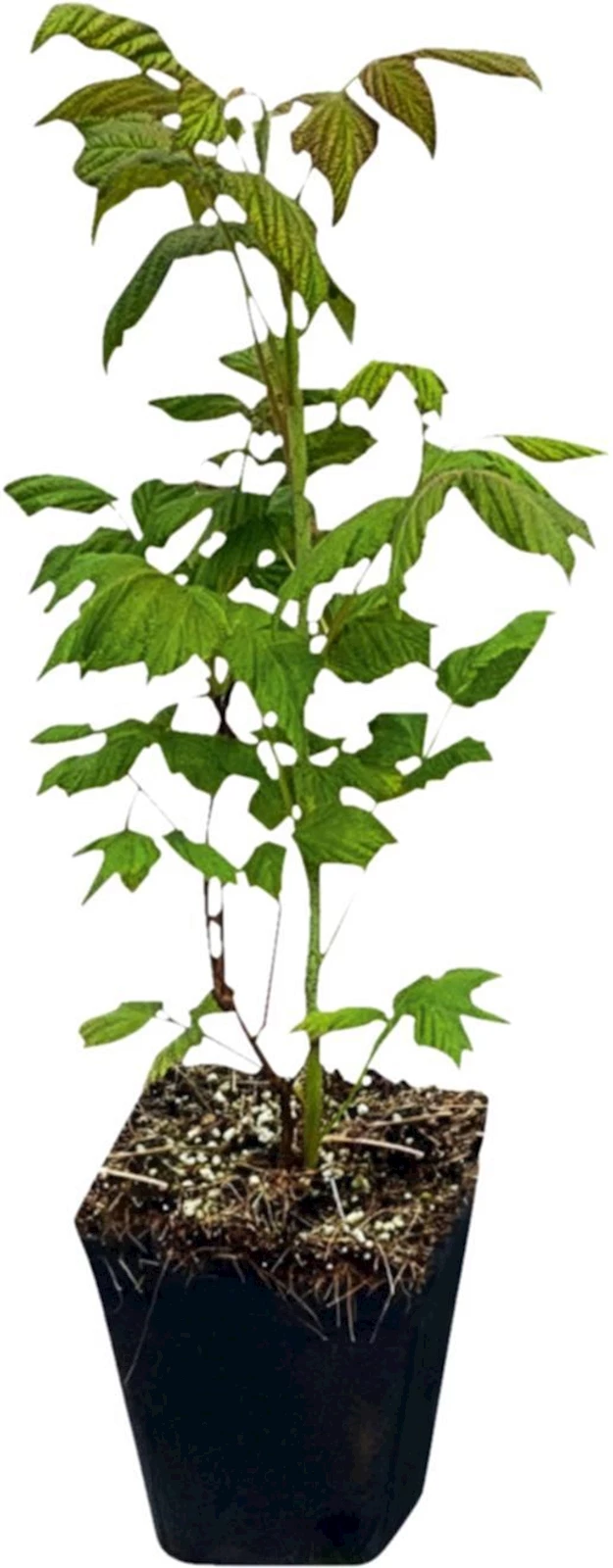 Himbeere Plentiful rot Herbst P1.3 lt