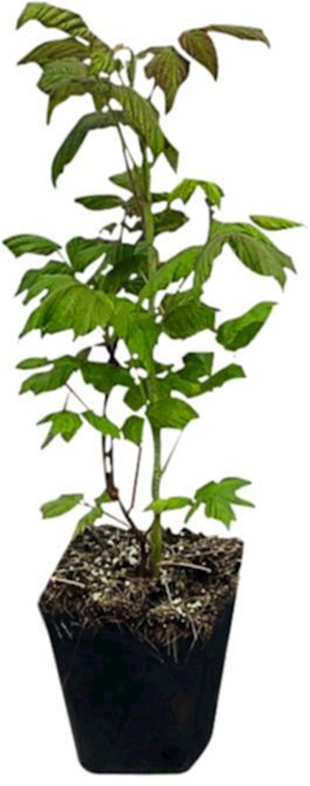 Himbeere Plentiful rot Herbst P1.3 lt