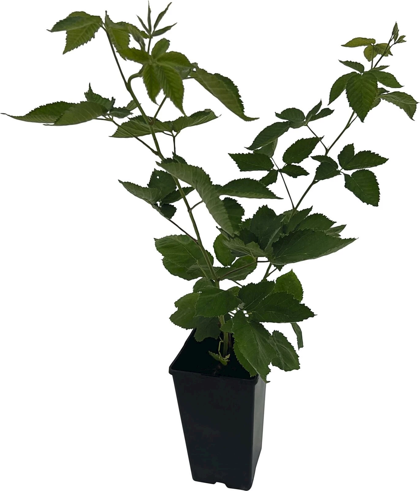 Brombeeren Navaho P1.3lt