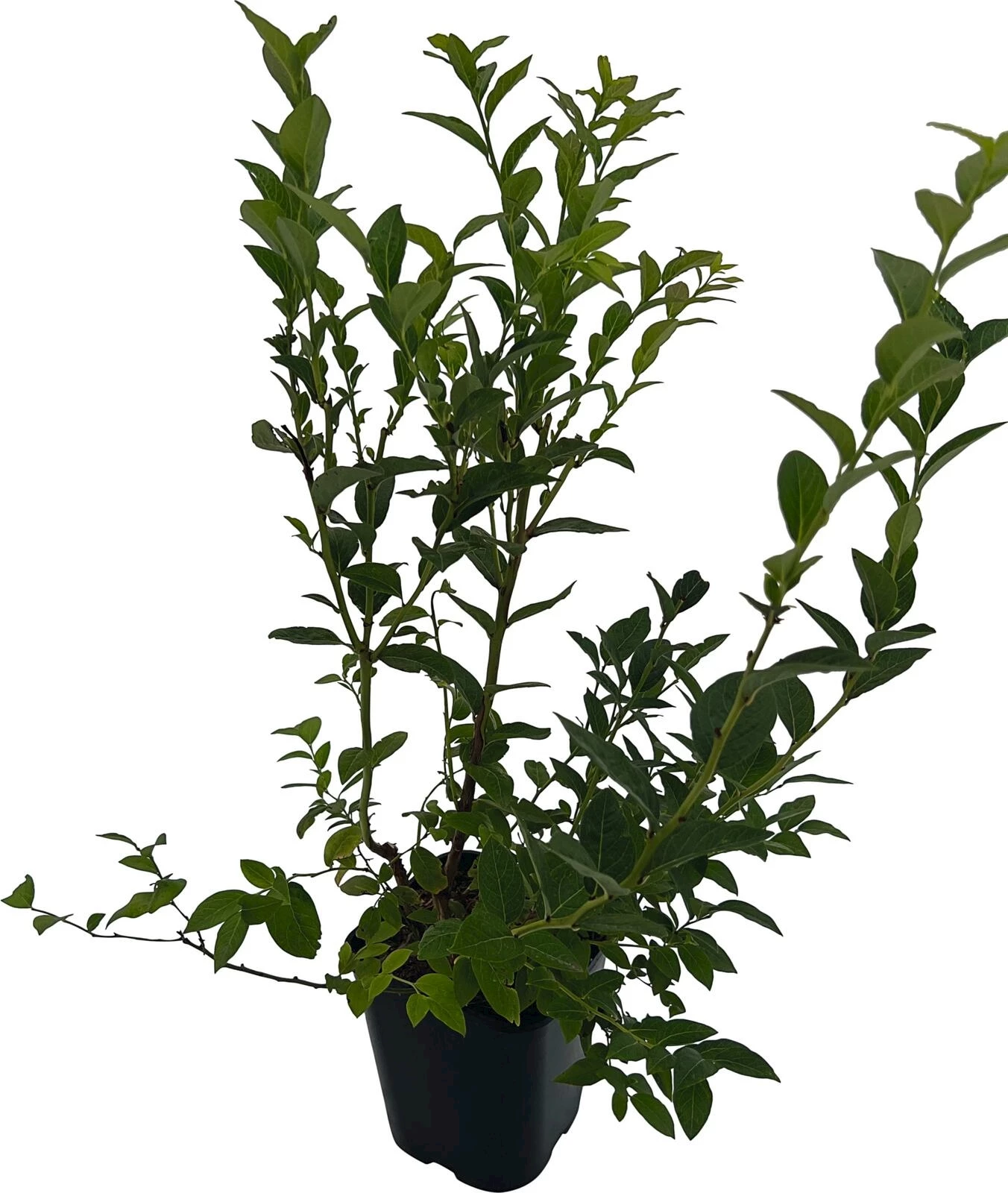 Heidelbeeren Blueroma P1.3 lt