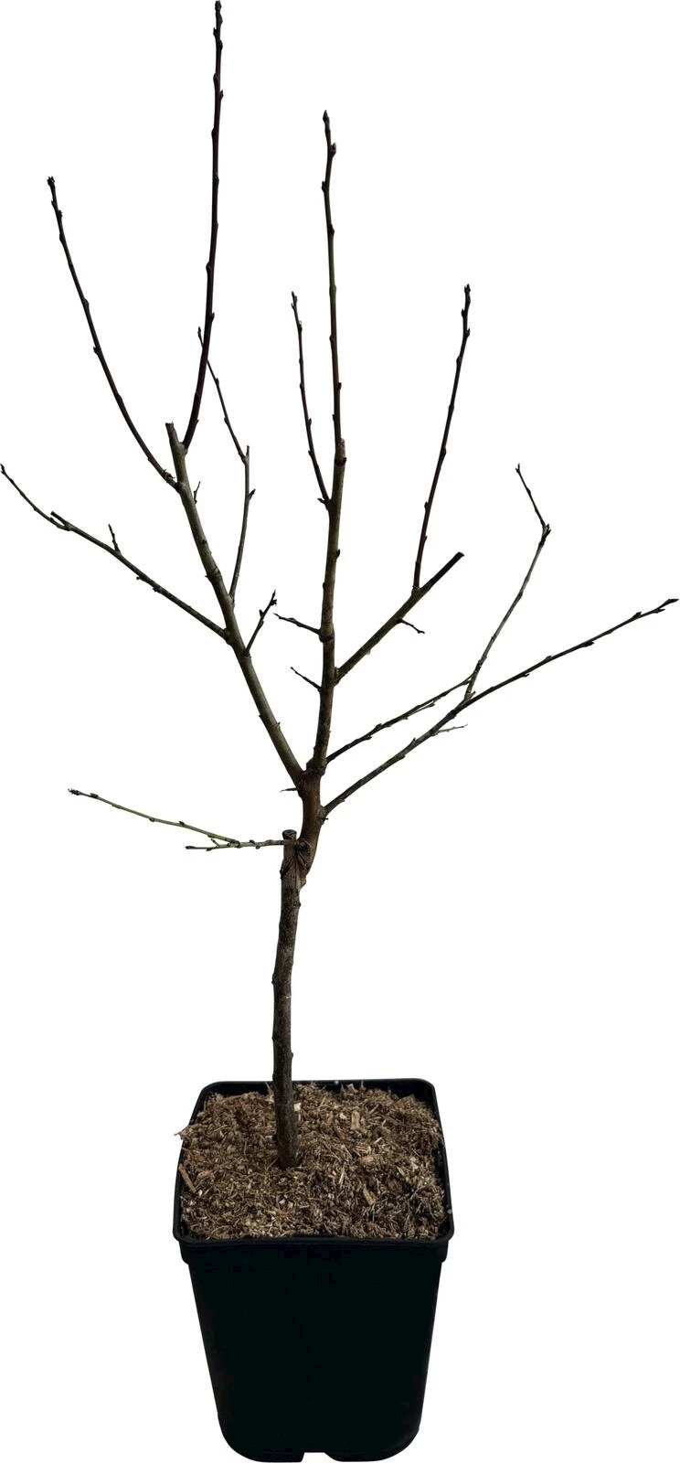 Zwergzwetschge Blue Dust P5lt