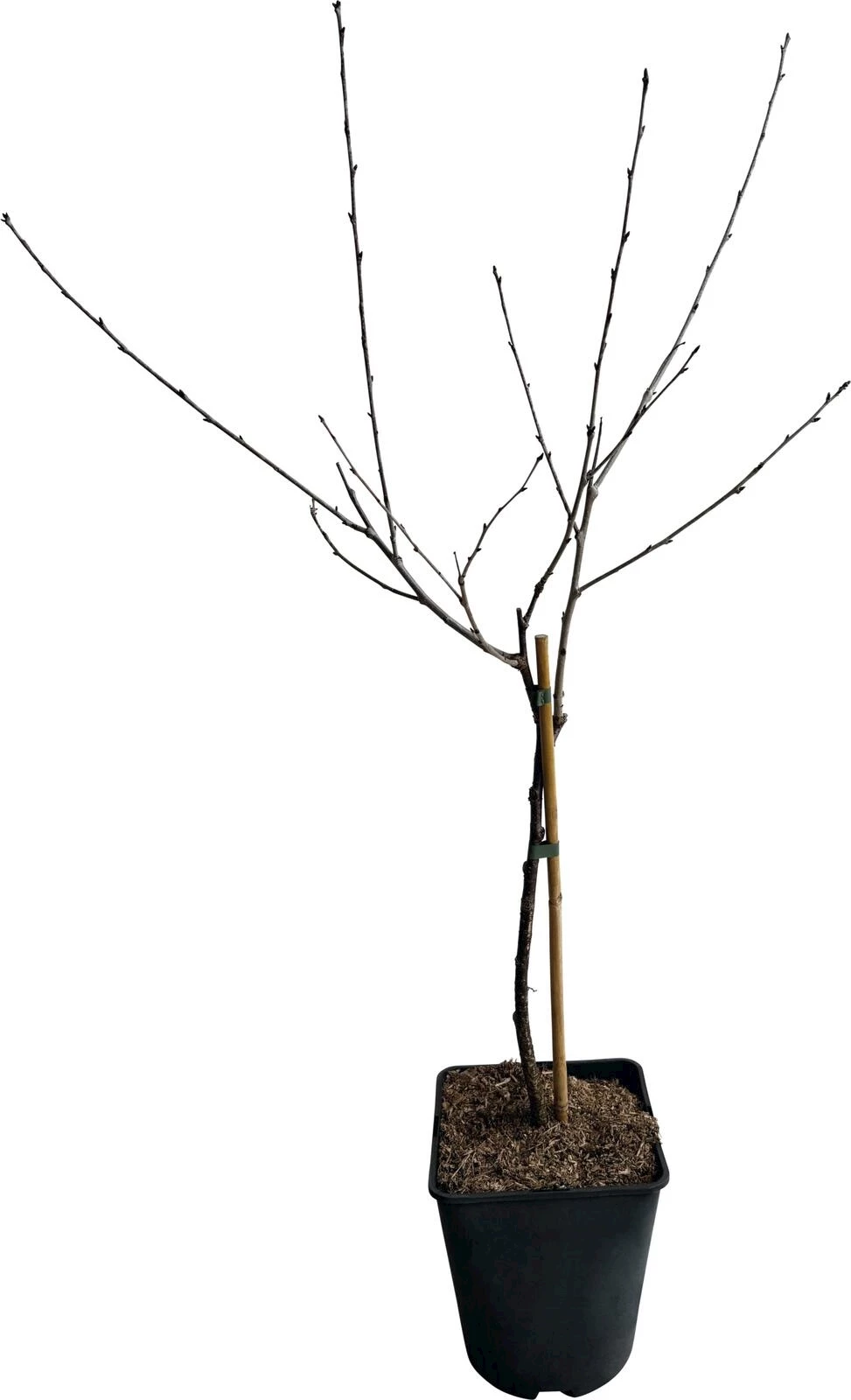 Zwergkirsche Juliet P5 lt