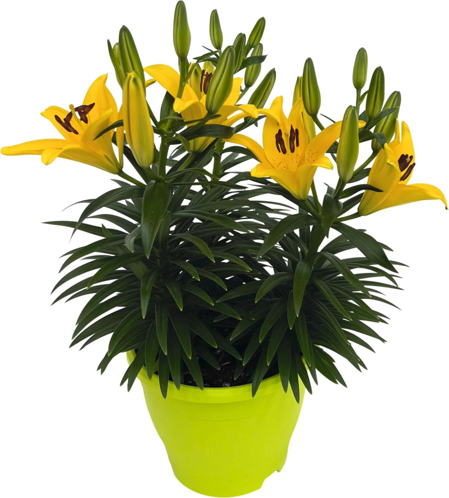 Lilien 3er Mix P17 cm