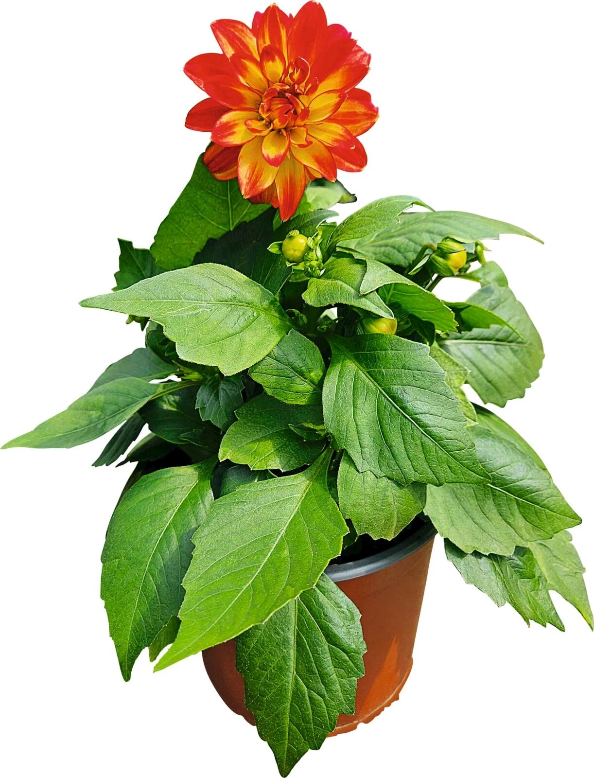 Sommerflor Party Mix P13 cm