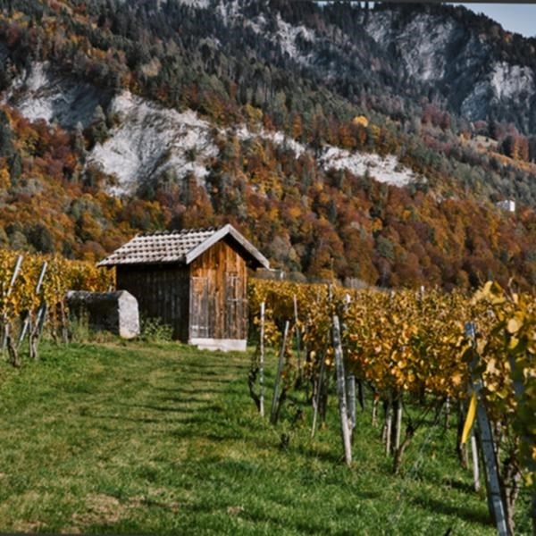 Vin Grischun GR 75 cl