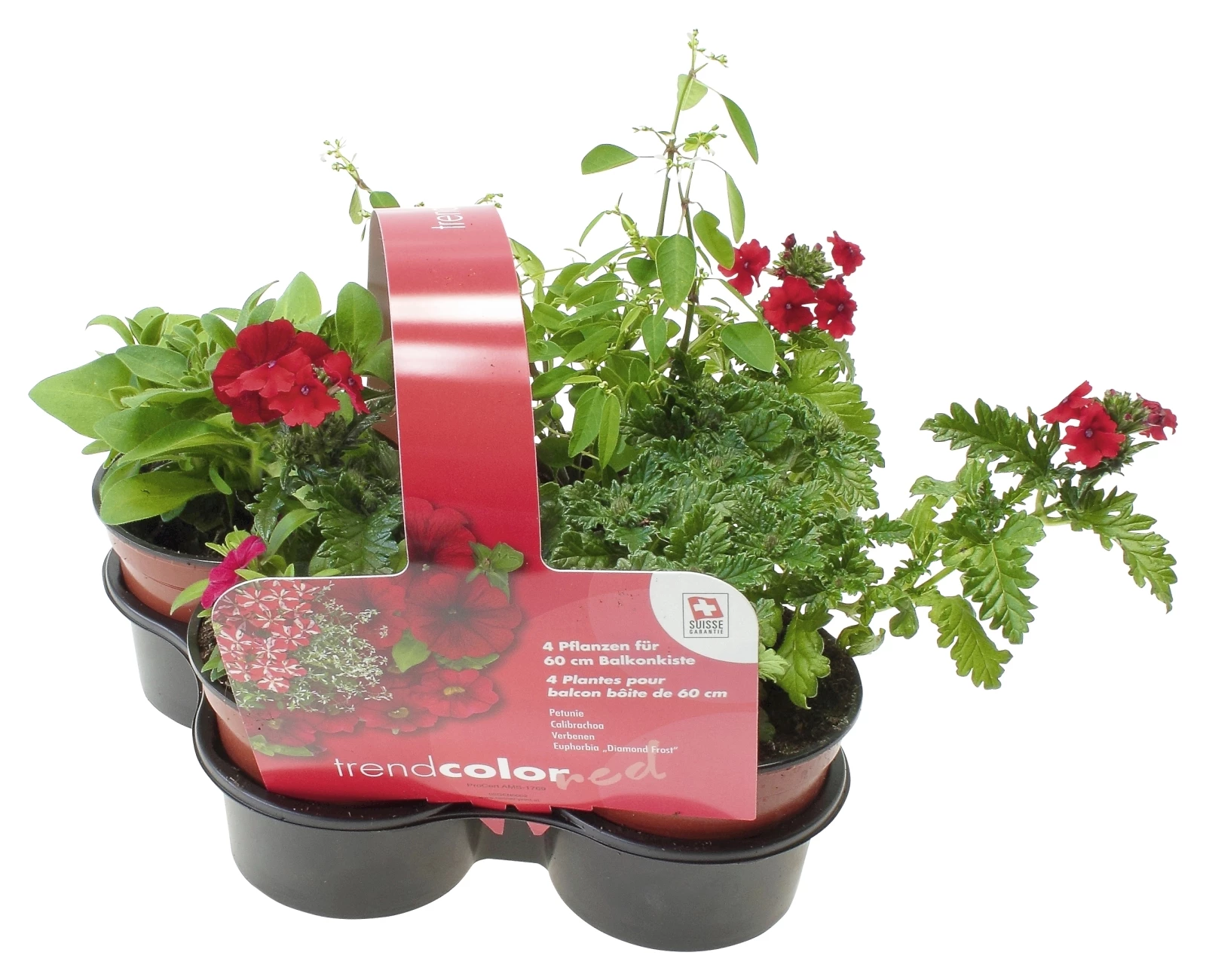 Sommerflor Mix rot 4er Set P10,5 cm