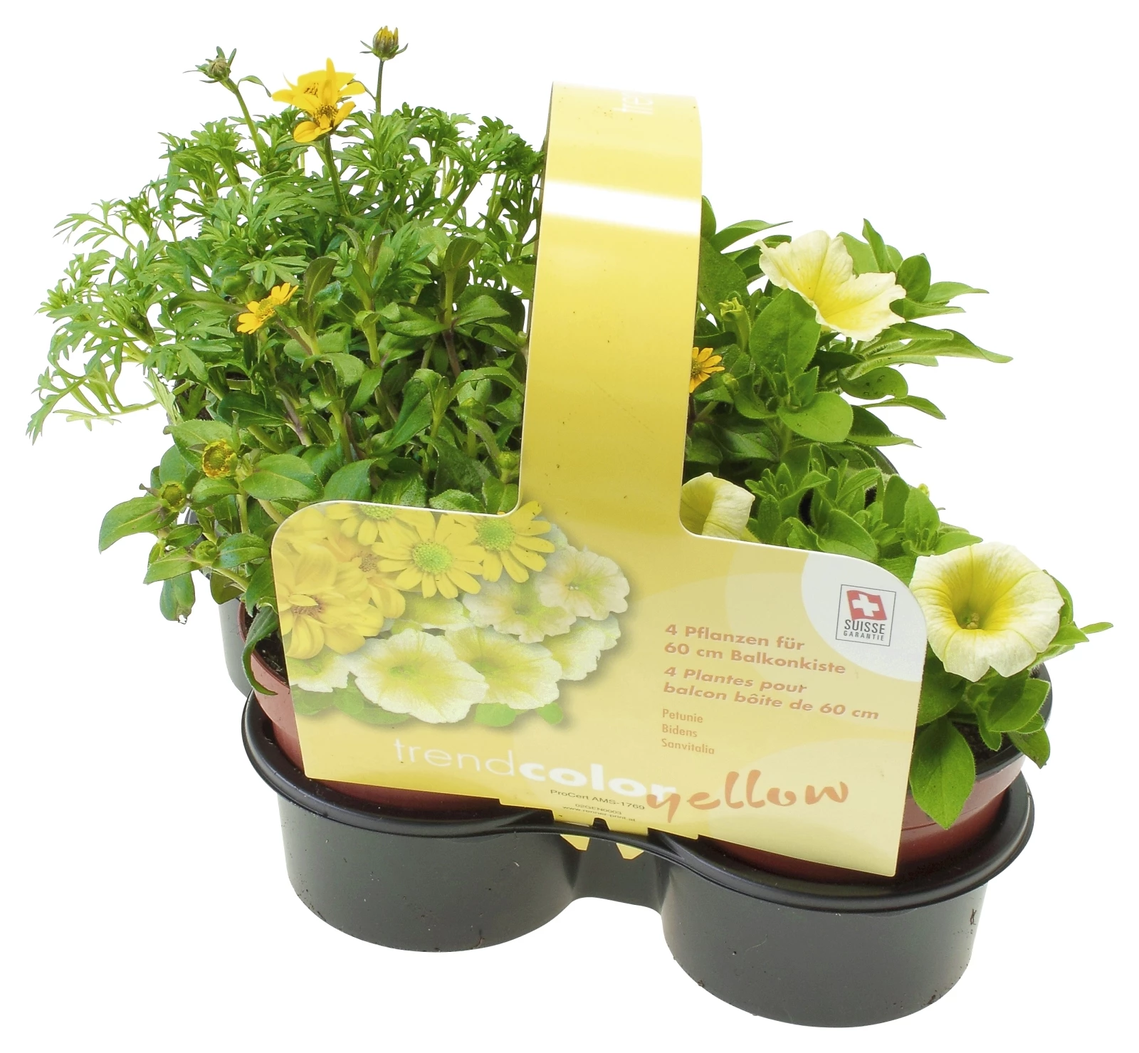 Sommerflor Mix gelb 4er Set P10,5 cm