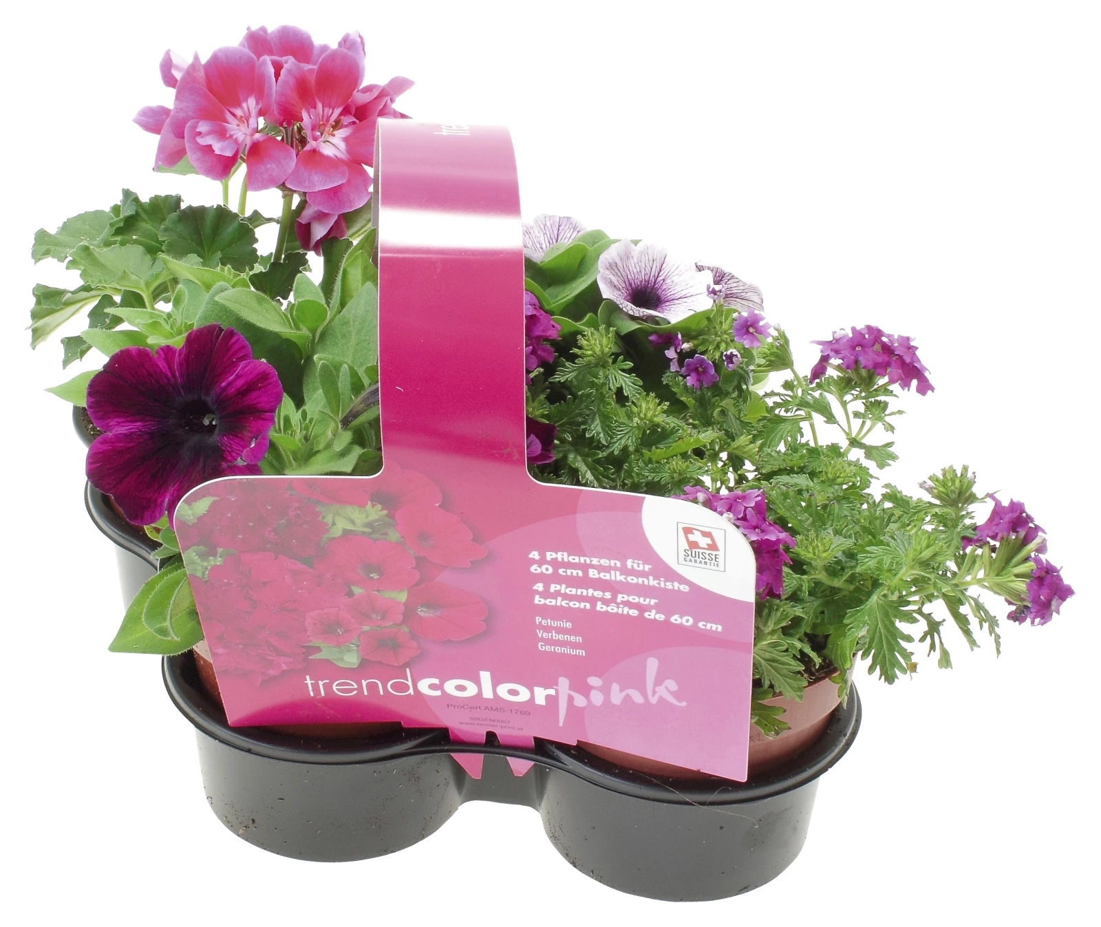 Sommerflor Mix pink 4er Set P10,5 cm