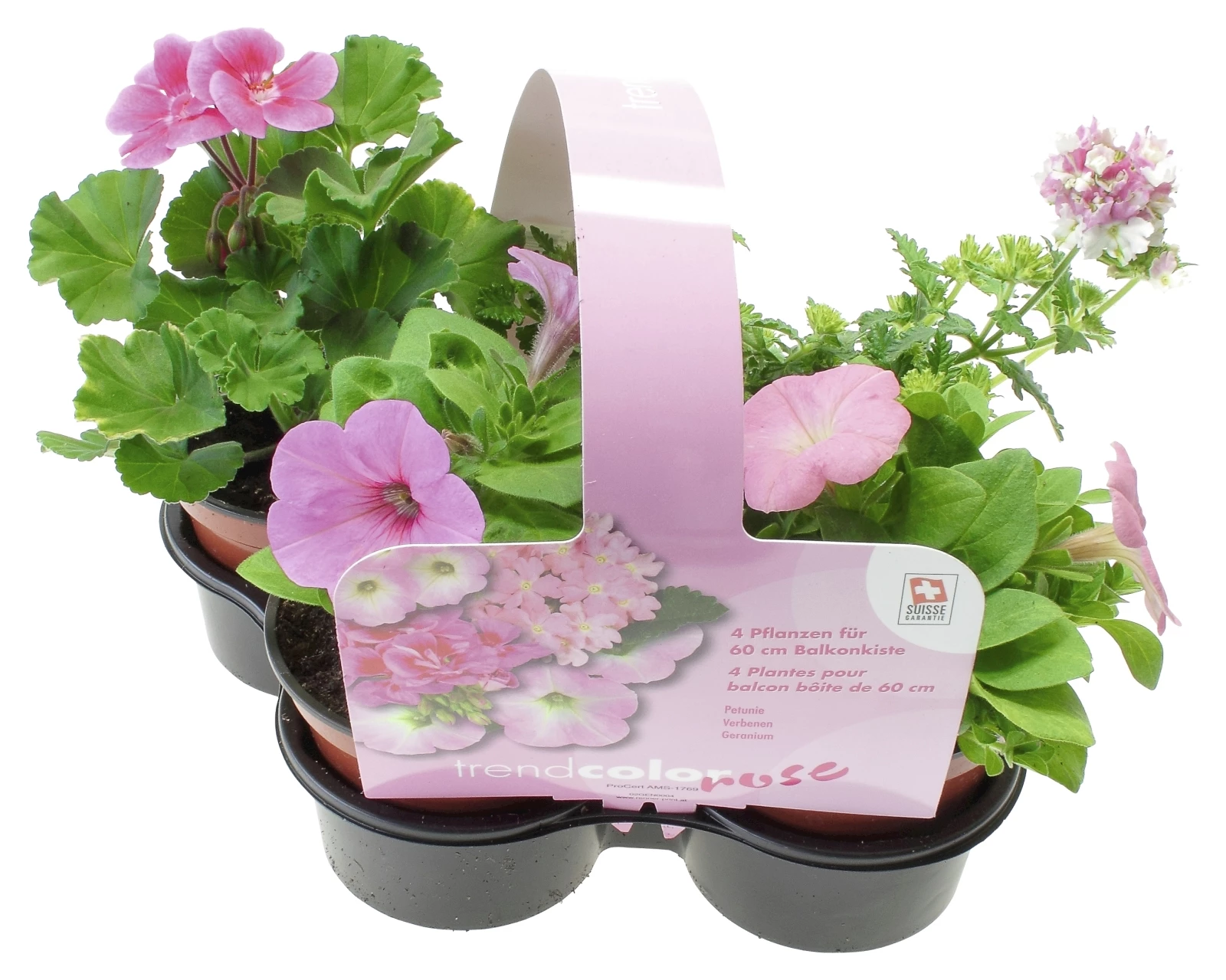 Sommerflor Mix rosa 4er Set P10.5 cm