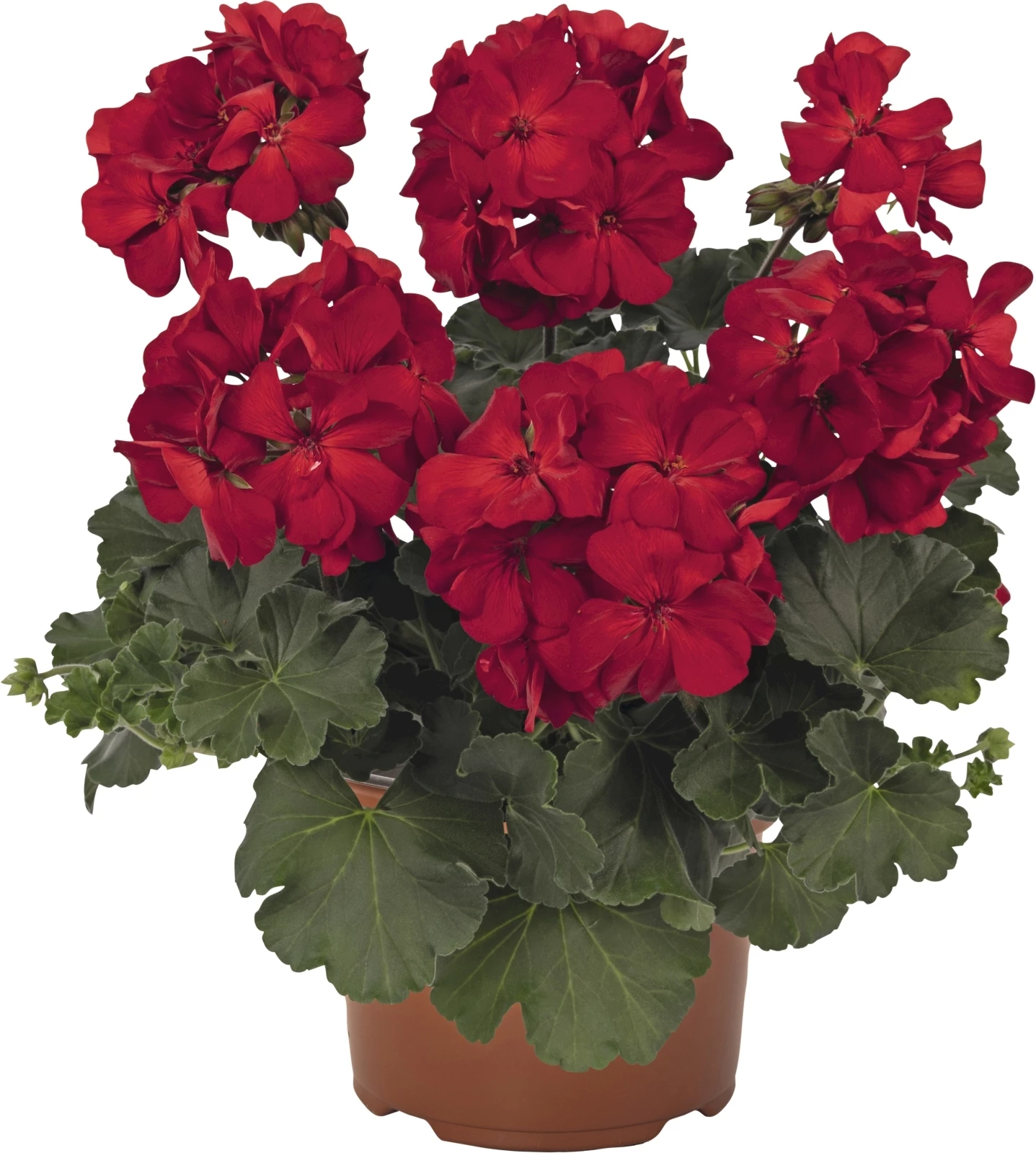 Geranien Steher rot einfach P13 cm kaufen Einjährige Beet u