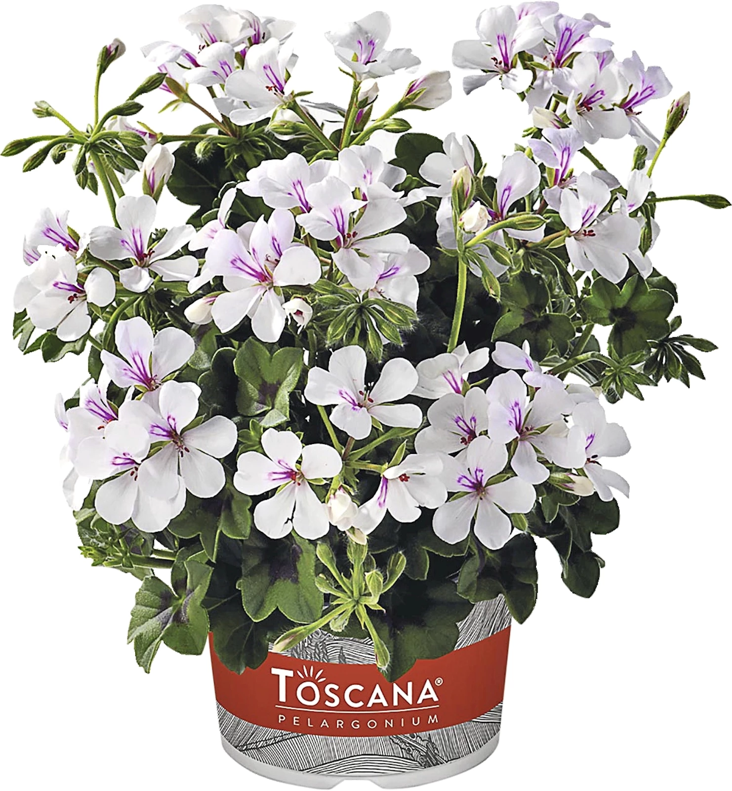 Geranien Halbhänger weiss einfach P13 cm kaufen Einjährige Beet u