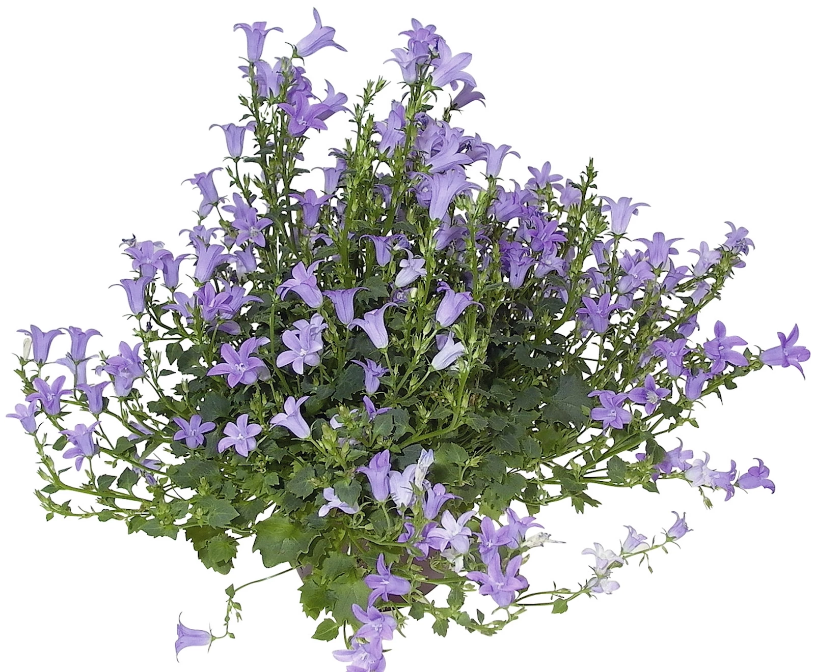 Campanules portenschlagiana P10,5cm