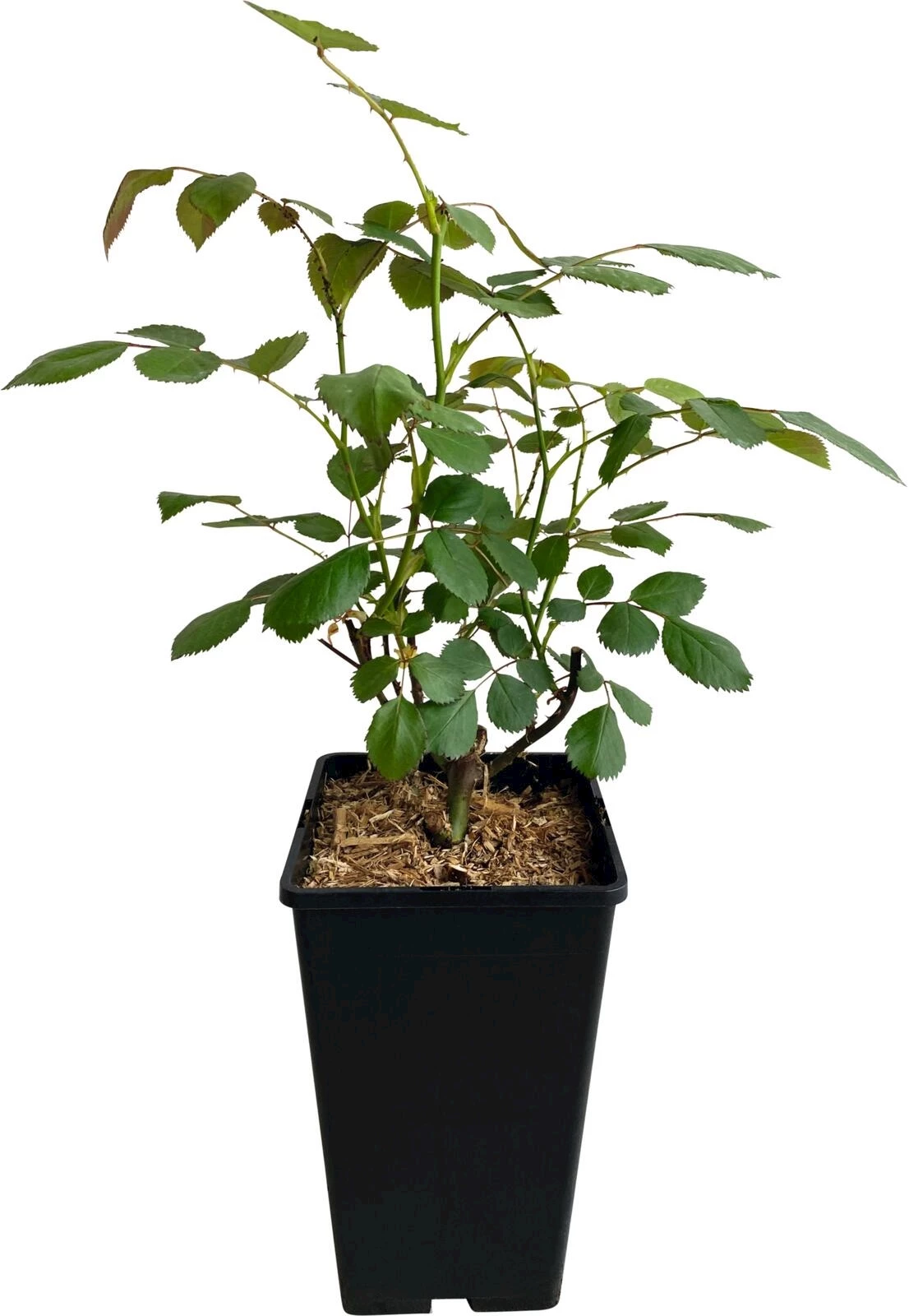 Beetrosen mehrfarbig gestr. P3 l