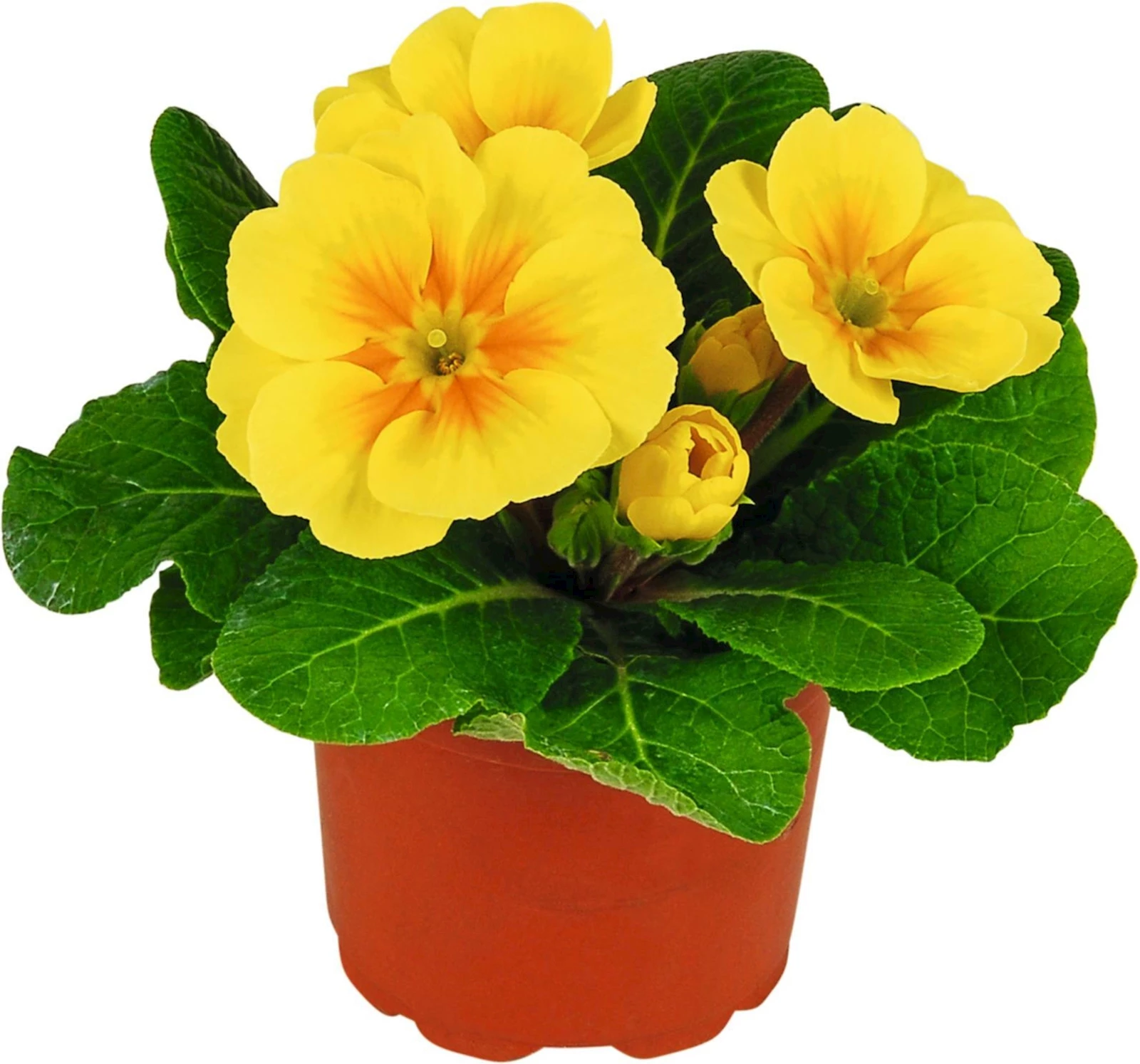 Primula poly.P10.5 cm