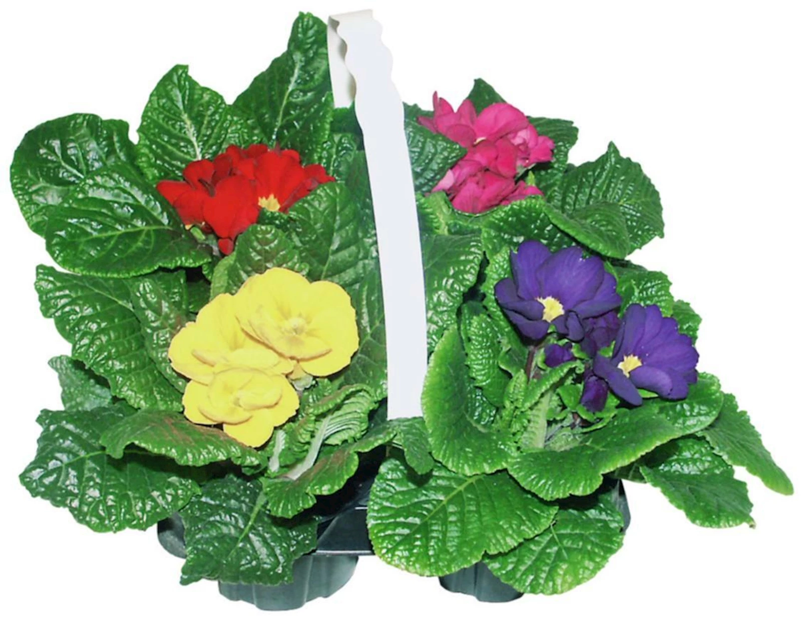 Primula 4er Set P9 cm