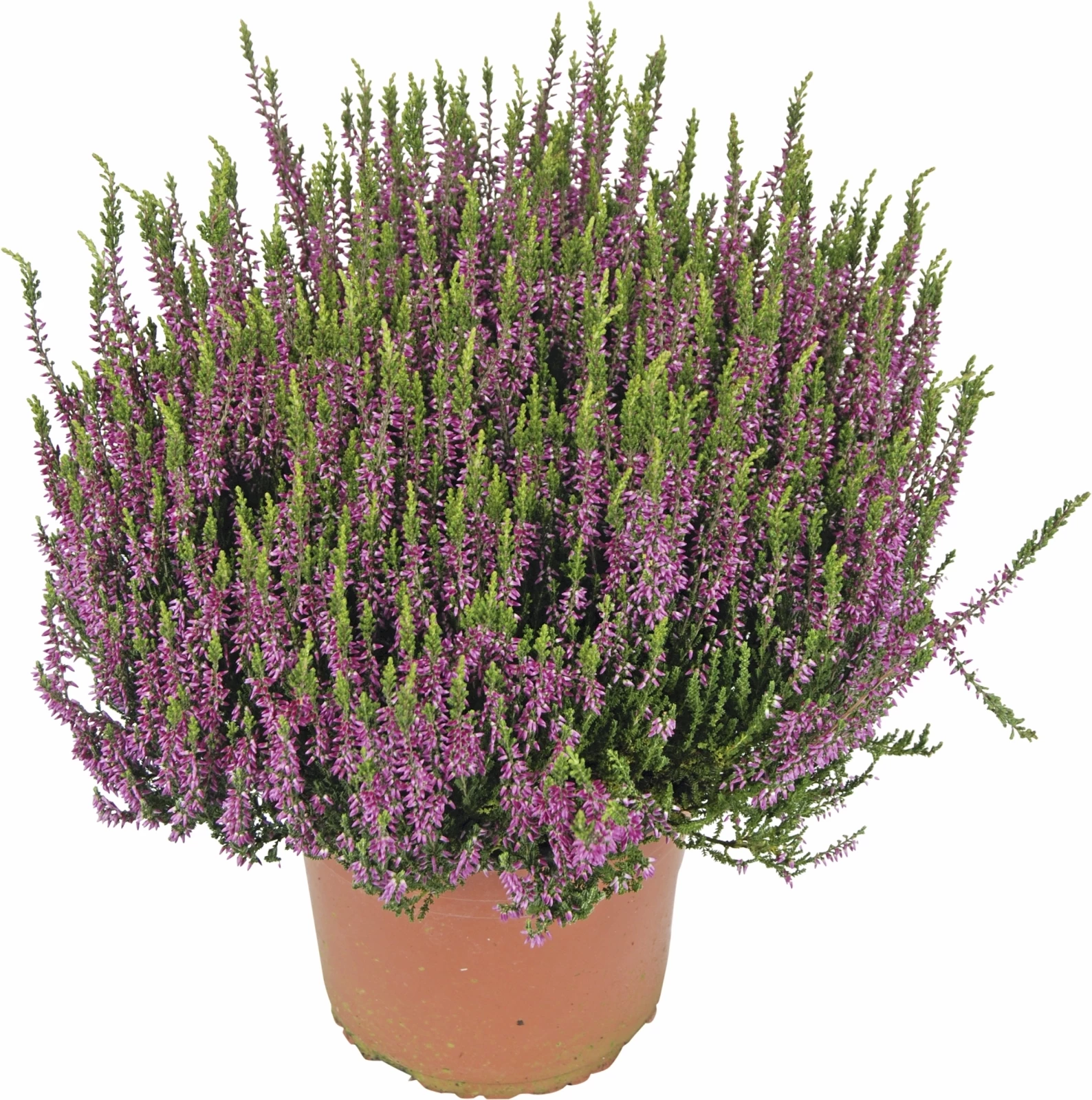 Calluna Jumbo P17 cm