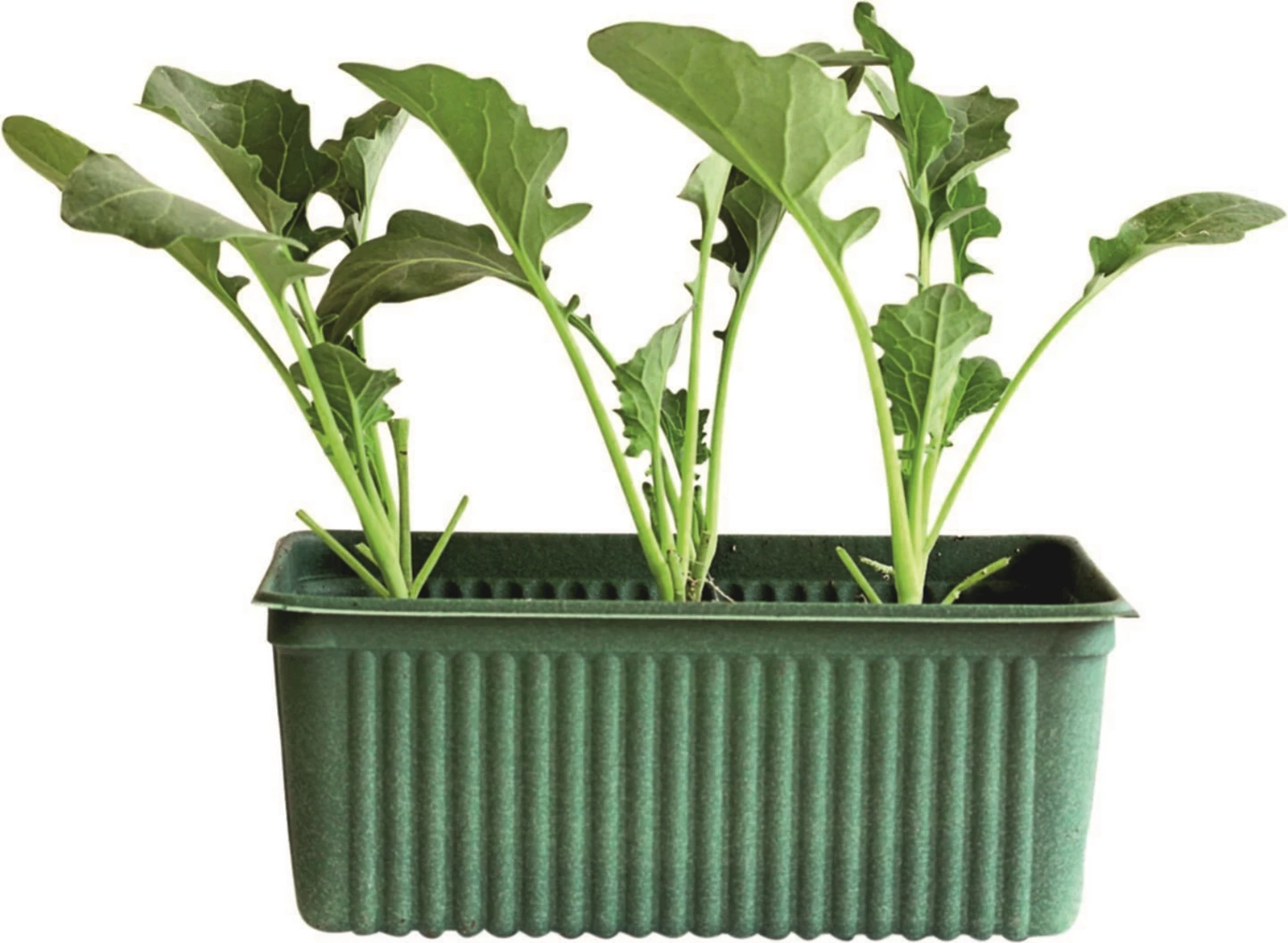 Broccoli 6erSchale St kaufen Setzlinge u. Gemüse LANDI